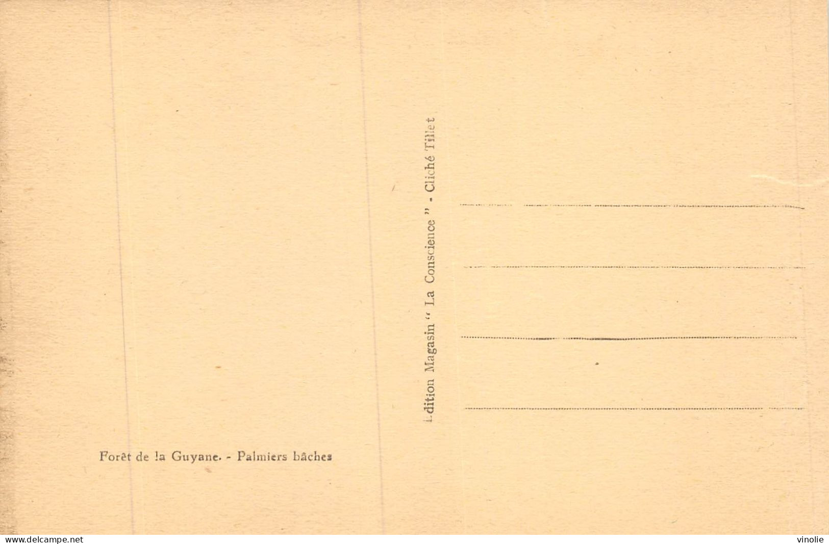 24-5611 : GUYANE. PALMIERS BACHES - Sonstige & Ohne Zuordnung