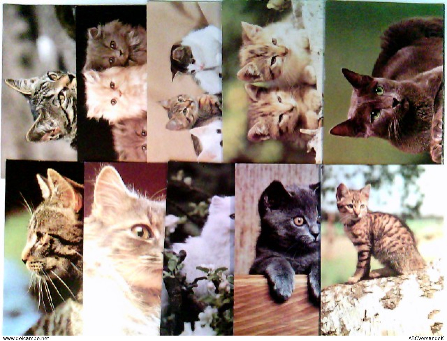 Katzen, 10 AK, Ungelaufen, Ca. 1990, Konvolut - Unclassified