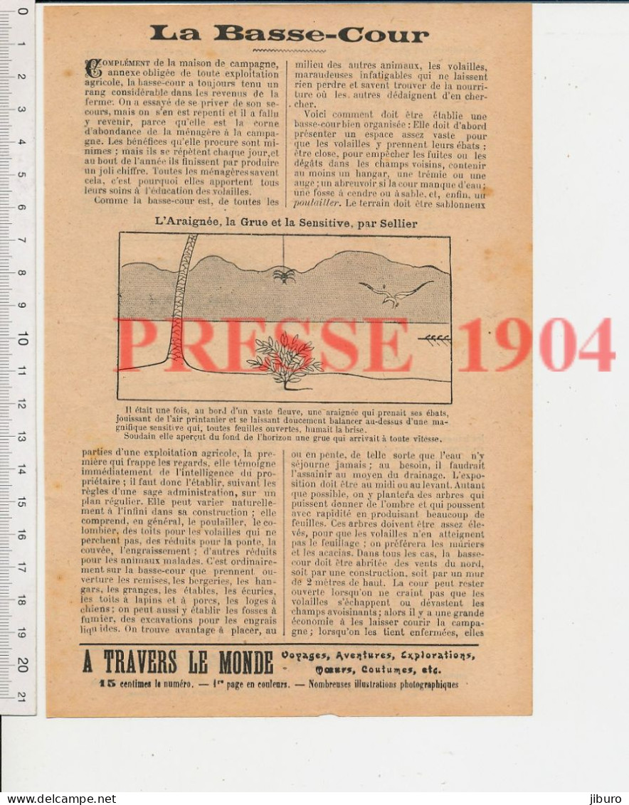 10 Vues 1904 Dessin Sellier Humour Araignée Grue Oiseau Sensitive Plante Carnivore Aviron Nil ? Crocodile Zoo éléphants - Ohne Zuordnung