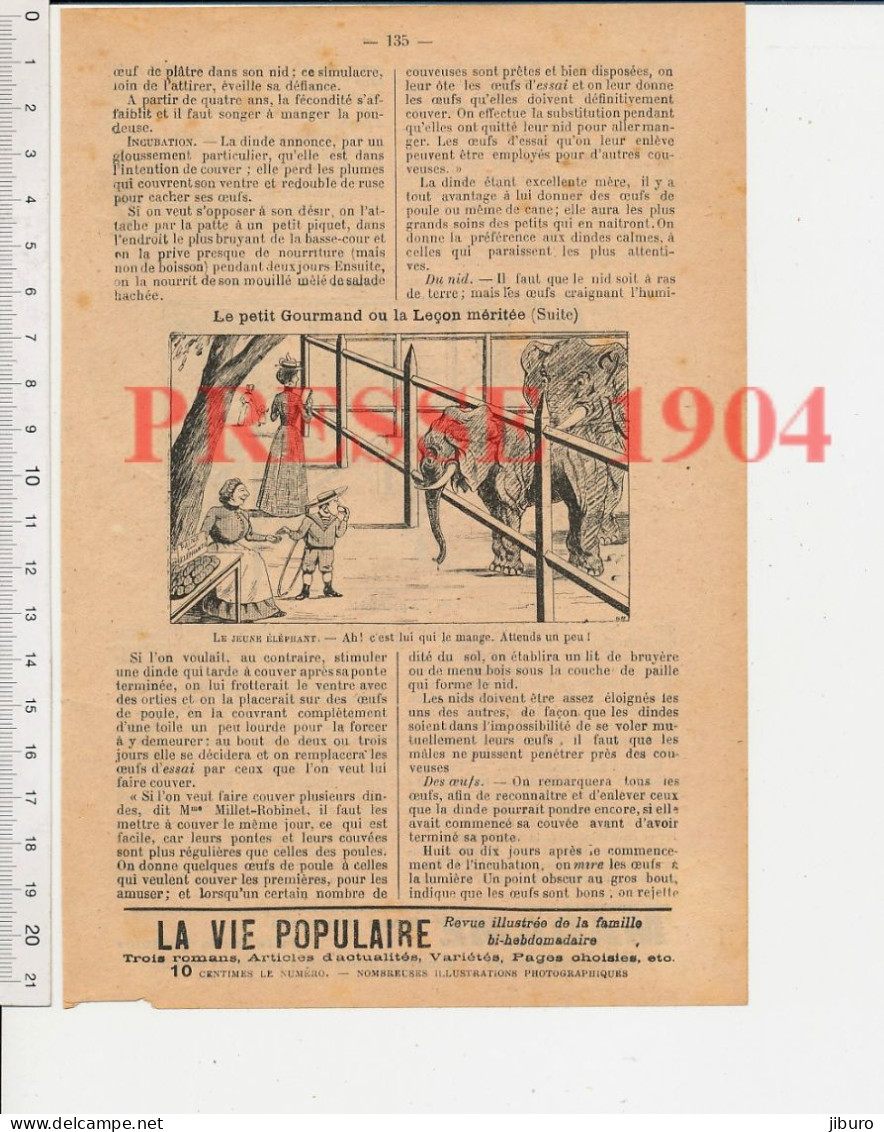 10 Vues 1904 Dessin Sellier Humour Araignée Grue Oiseau Sensitive Plante Carnivore Aviron Nil ? Crocodile Zoo éléphants - Ohne Zuordnung