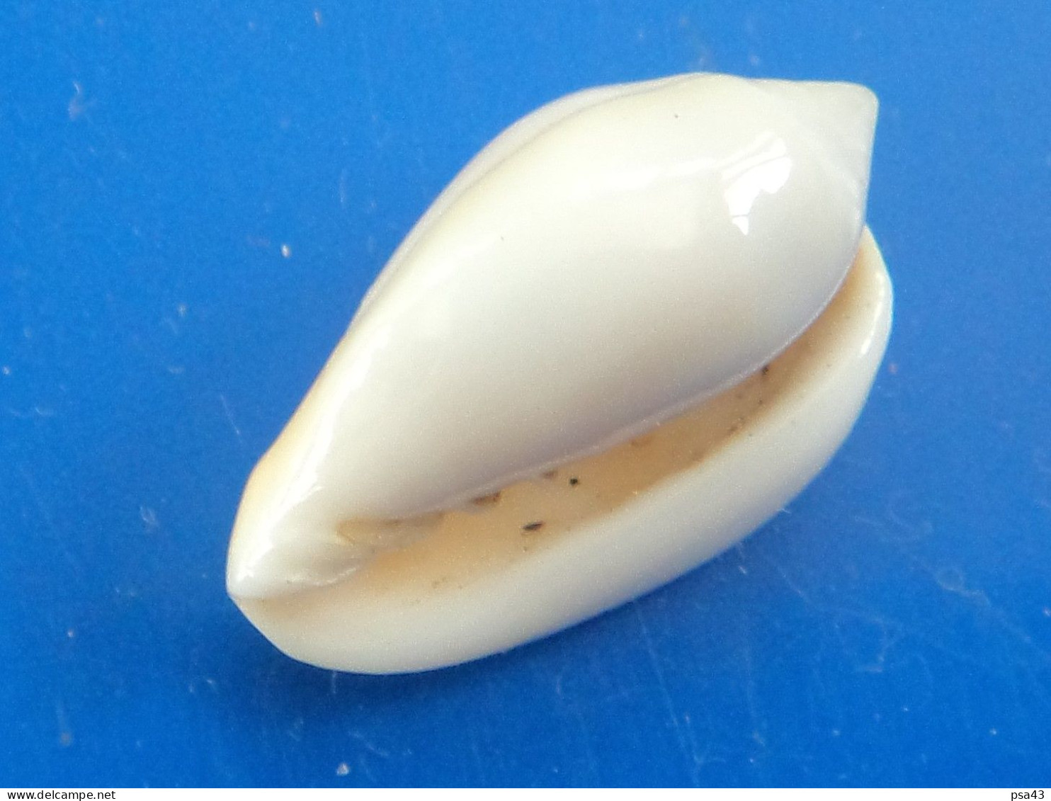 Marginella Cincta Sénégal 20,8mm GEM N2 - Schelpen