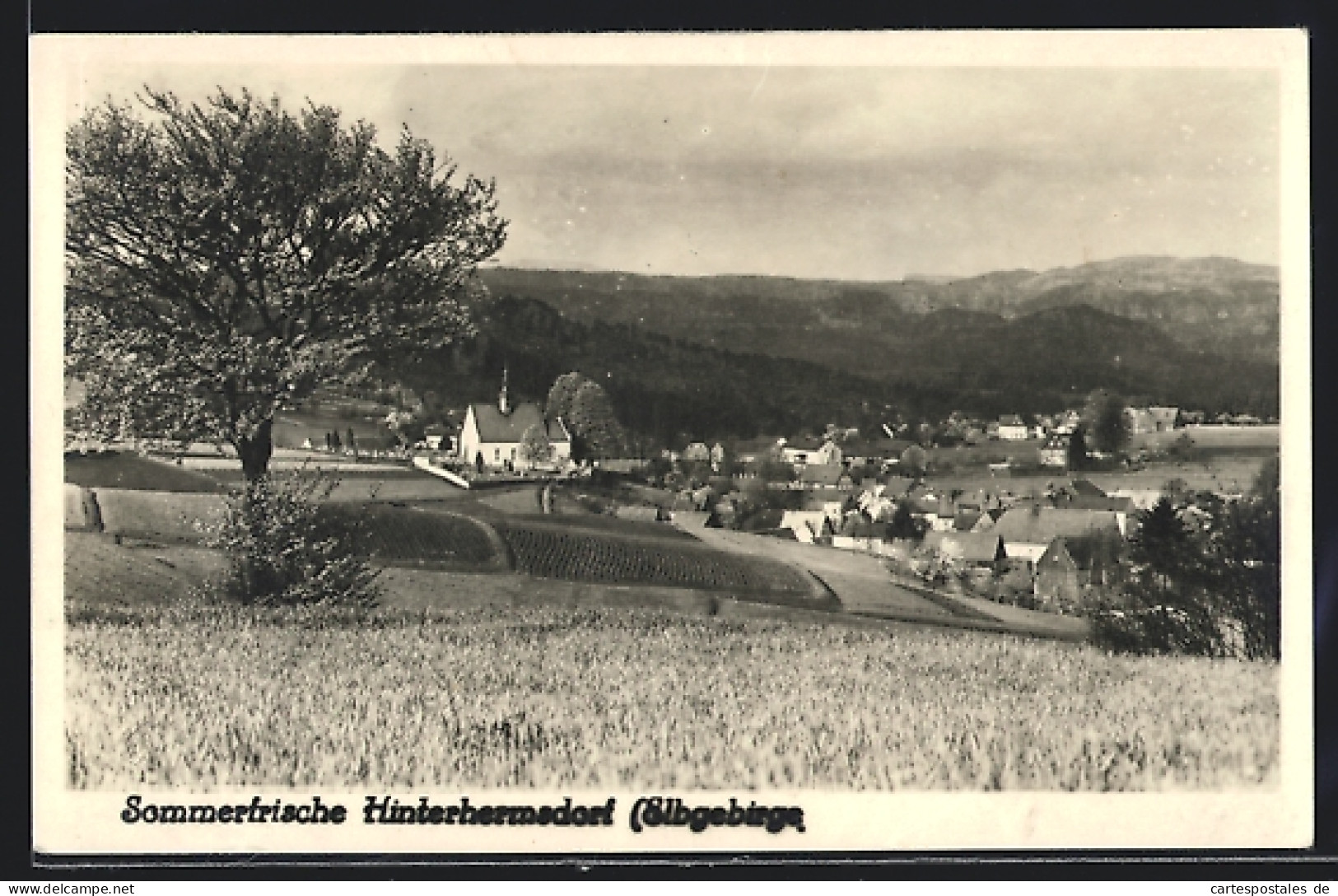 AK Hinterhermsdorf I. Sa., Panorama  - Hinterhermsdorf
