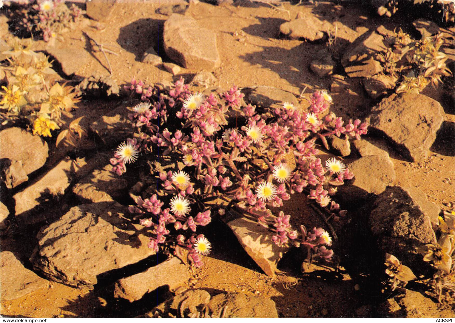 NAMIBIE Living Desert NAMIBIA Mesembryanthemun Annuun  N° 16 \MK3005 - Namibia