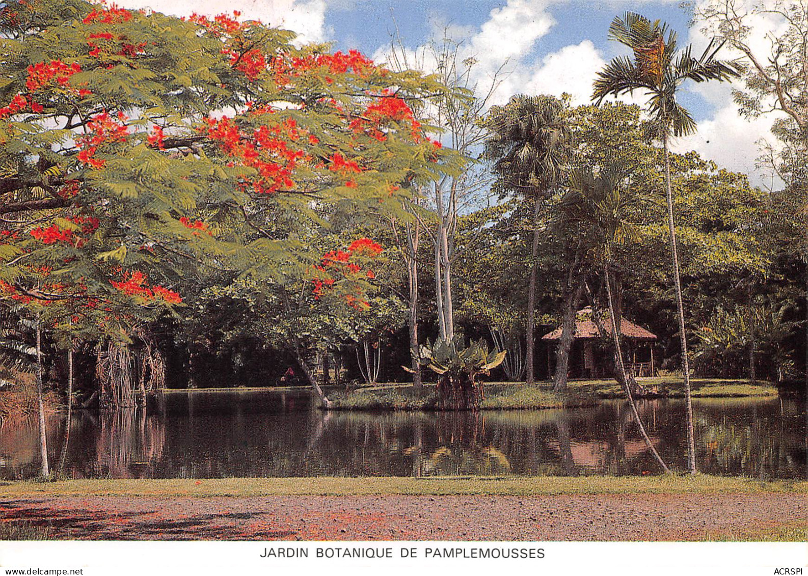 ILE MAURICE MAURITIUS  Jardin Botanique De Pamplemousses   N° 81 \MK3005 - Mauritius