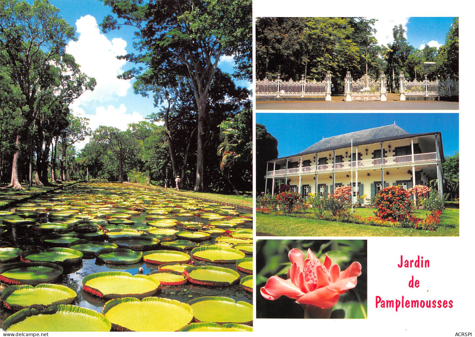 ILE MAURICE MAURITIUS  Les Jardins De Pamplemousses N° 86 \MK3005 - Maurice