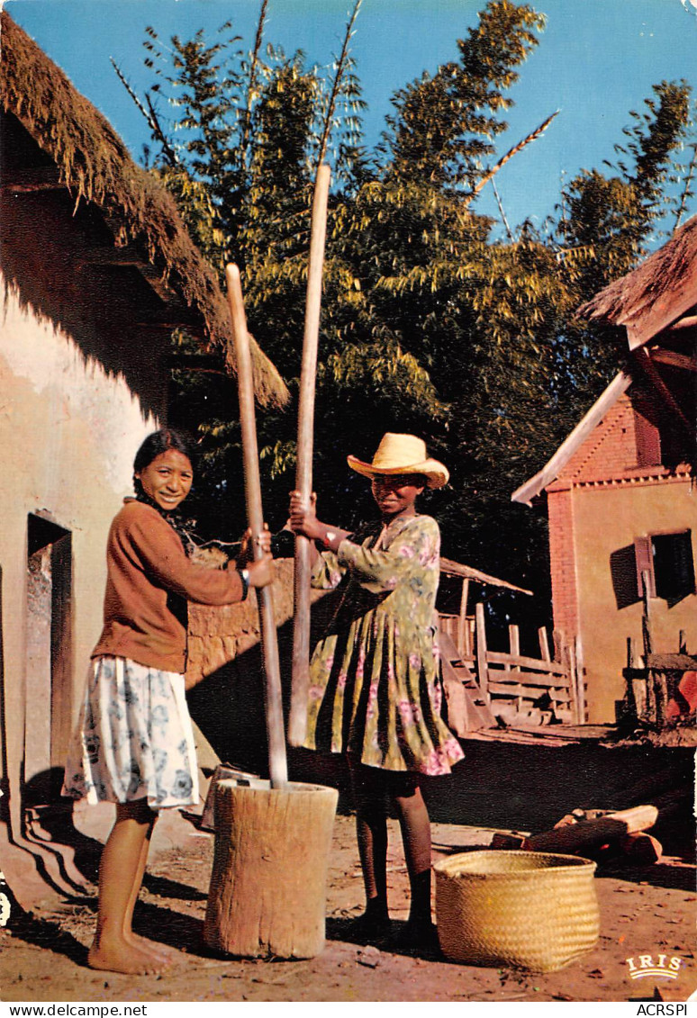 MADAGASCAR MADAGASIKARA Pillage Du Mil Dans Le Village Jeunes Filles Malgaches N° 93 \MK3005 - Madagascar