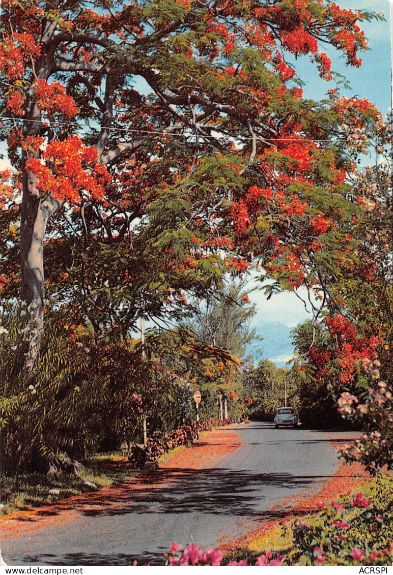 ILE MAURICE MAURITIUS Les Flamboyants  N° 92 \MK3005 - Mauritius