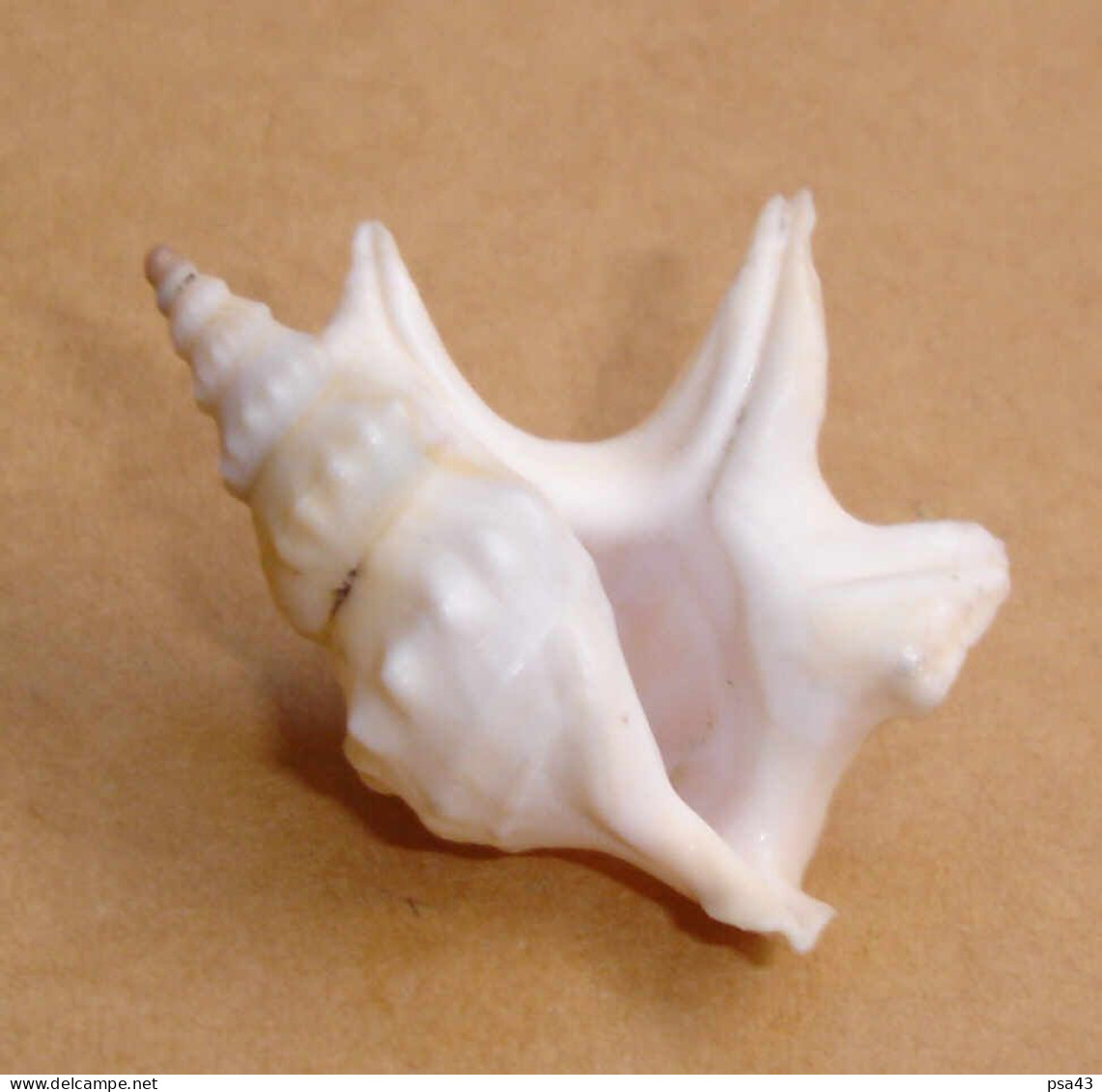 Aporrhais Pespelicani Méditerranée, 36,3mm F+++ N1 - Seashells & Snail-shells