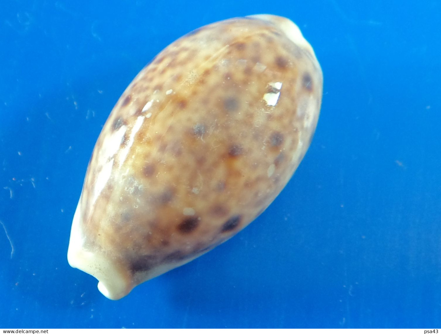 Cypraea Lynx  Philippines (Olango) 24,8mm GEM N8 - Schelpen