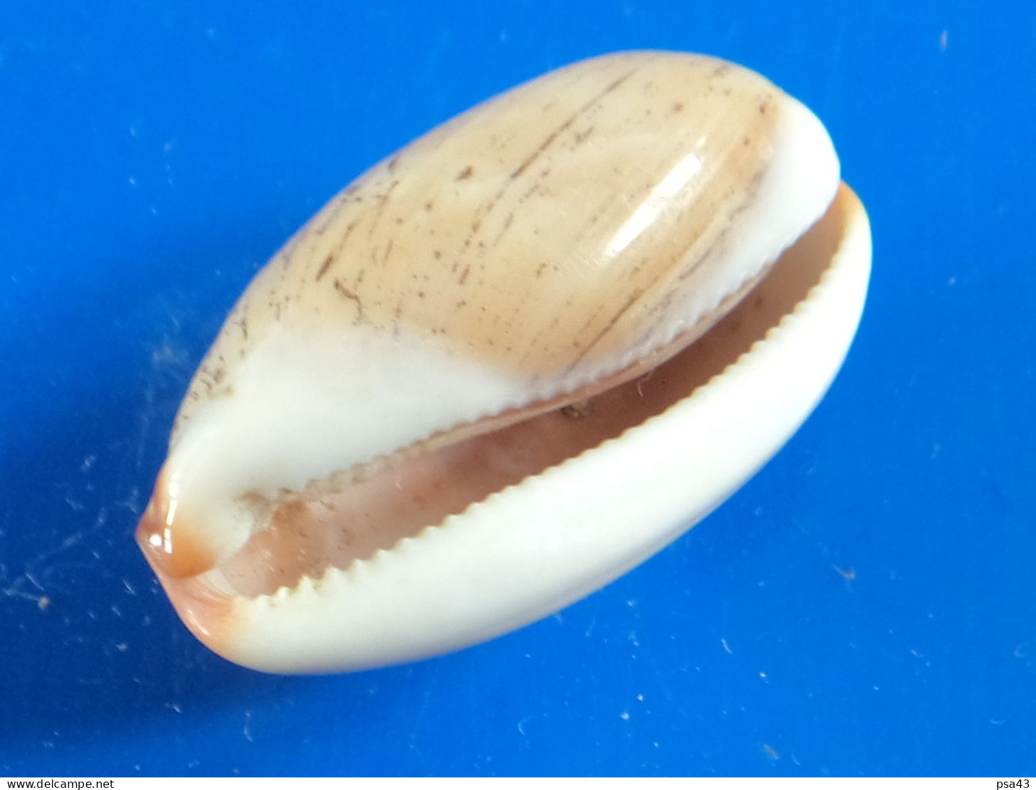 Cypraea Isabella  Philippines (Olango) 25,6mm GEM N6 - Seashells & Snail-shells
