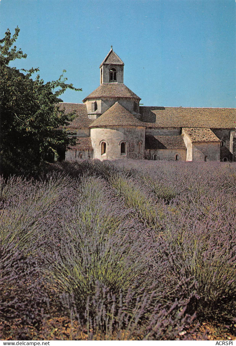 84 GORDES Abbaye De SENANQUE  Lavandes Et Chevet De L'église Abbatiale  N° 5 \MK3014 - Gordes