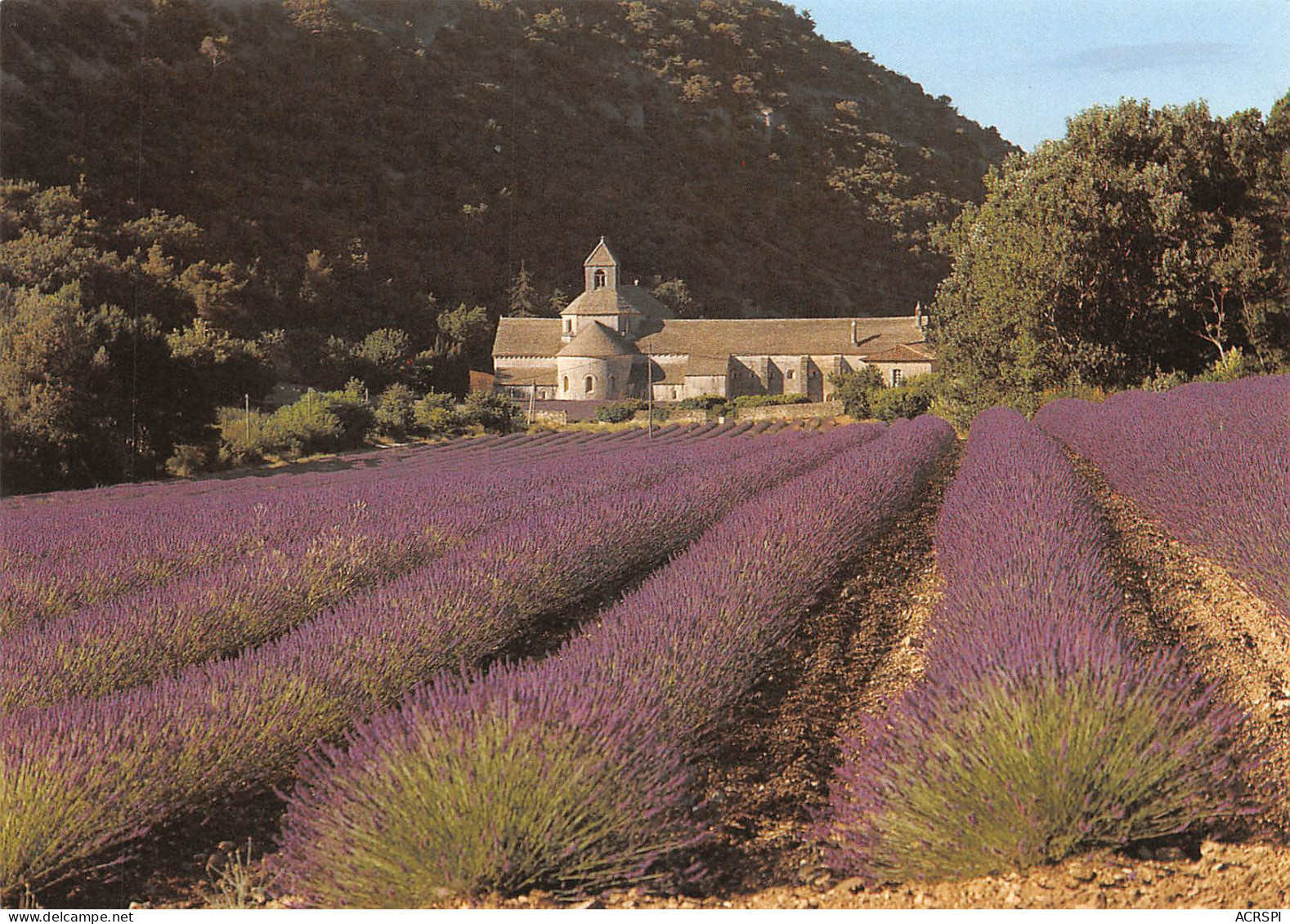 84 GORDES Abbaye De SENANQUE  Dans Les Champs De Lavande  N° 29 \MK3014 - Gordes