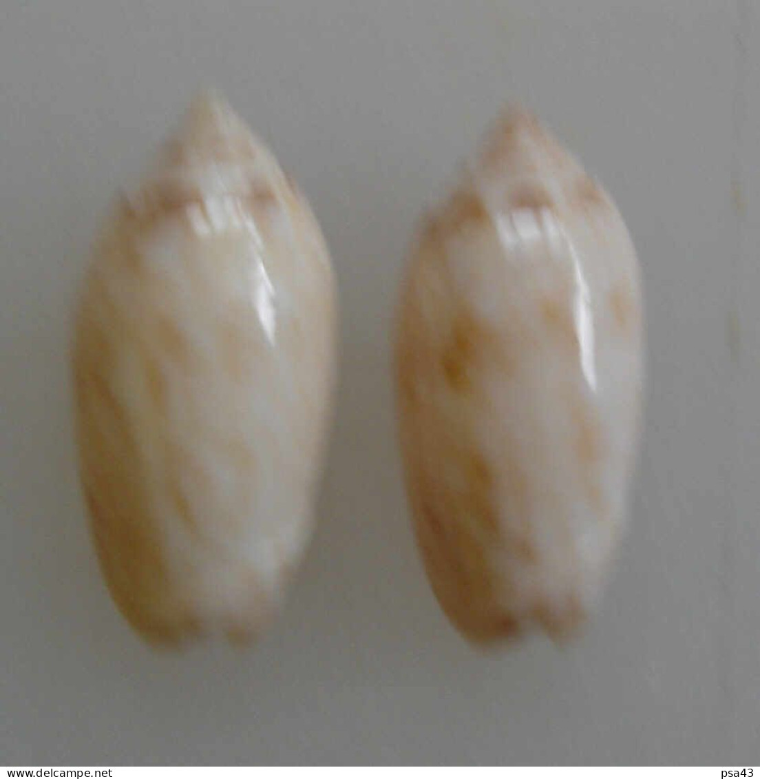 Oliva Reticularis (x2) Martinique F+++ 22,6 Et 22,7mm N7 - Seashells & Snail-shells