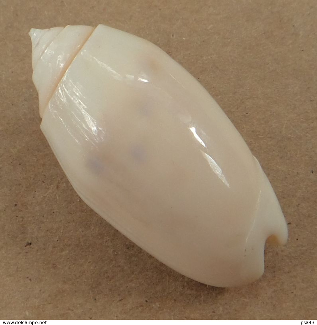Oliva Annulata Nouvelle Calédonie 40mm GEM N5 - Seashells & Snail-shells