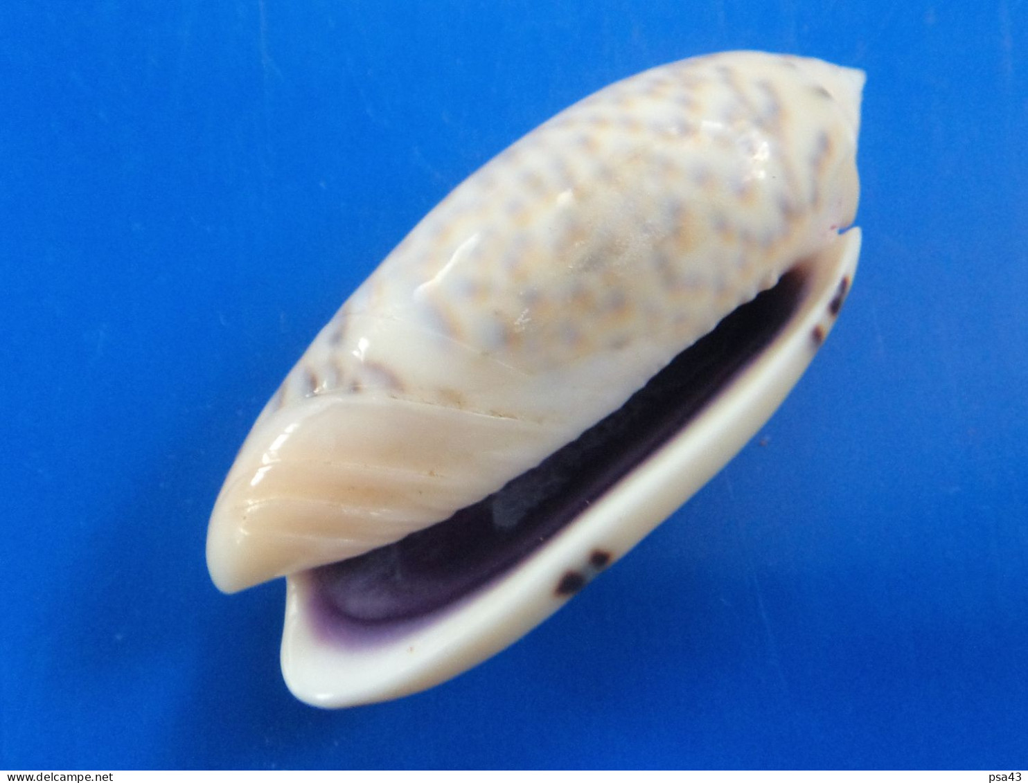 Oliva Caerulea Madagascar (Tuléar) 48,4mm GEM  N3 - Seashells & Snail-shells