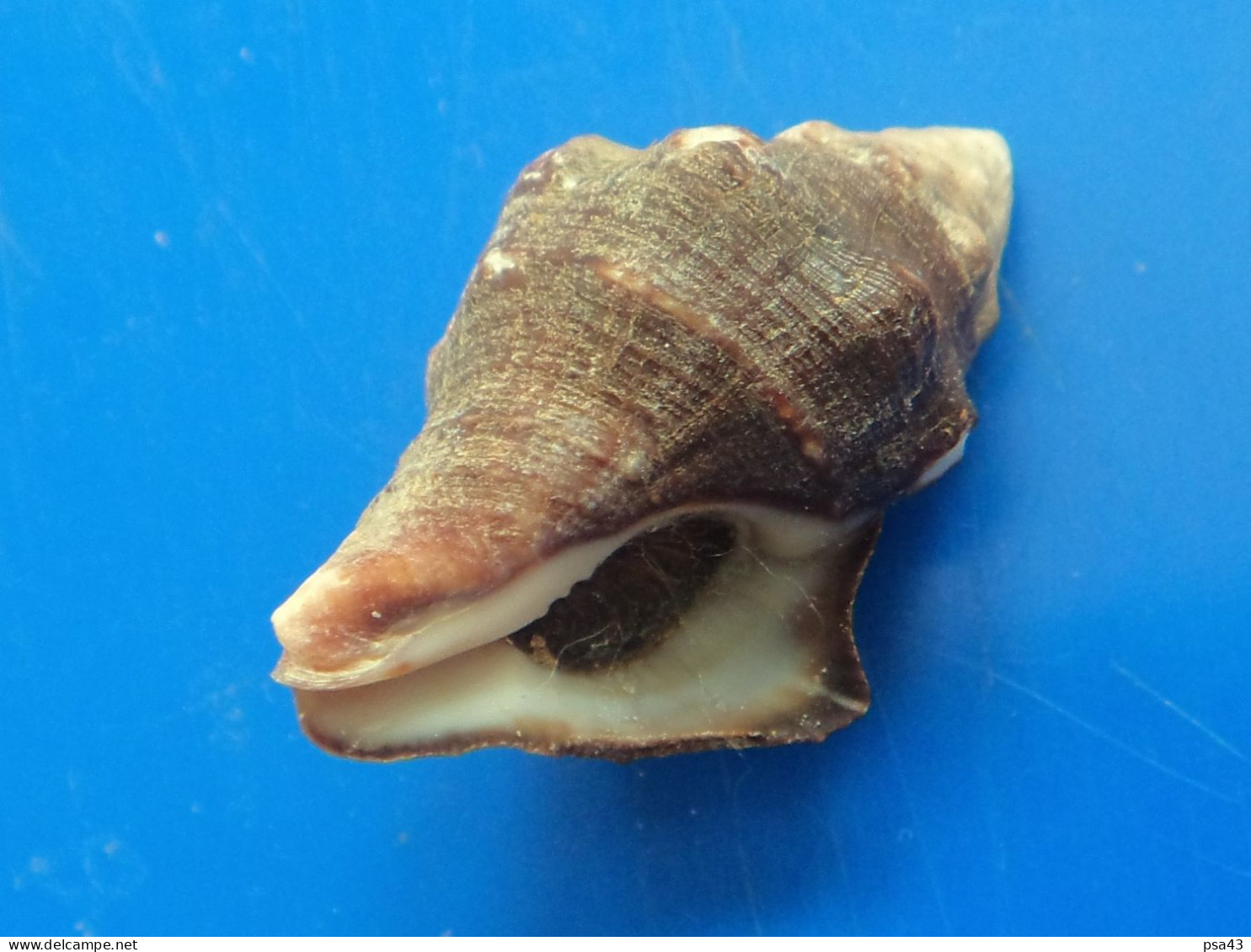 Leucozonia Nassa Martinique 27,1mm WO  N7 - Seashells & Snail-shells