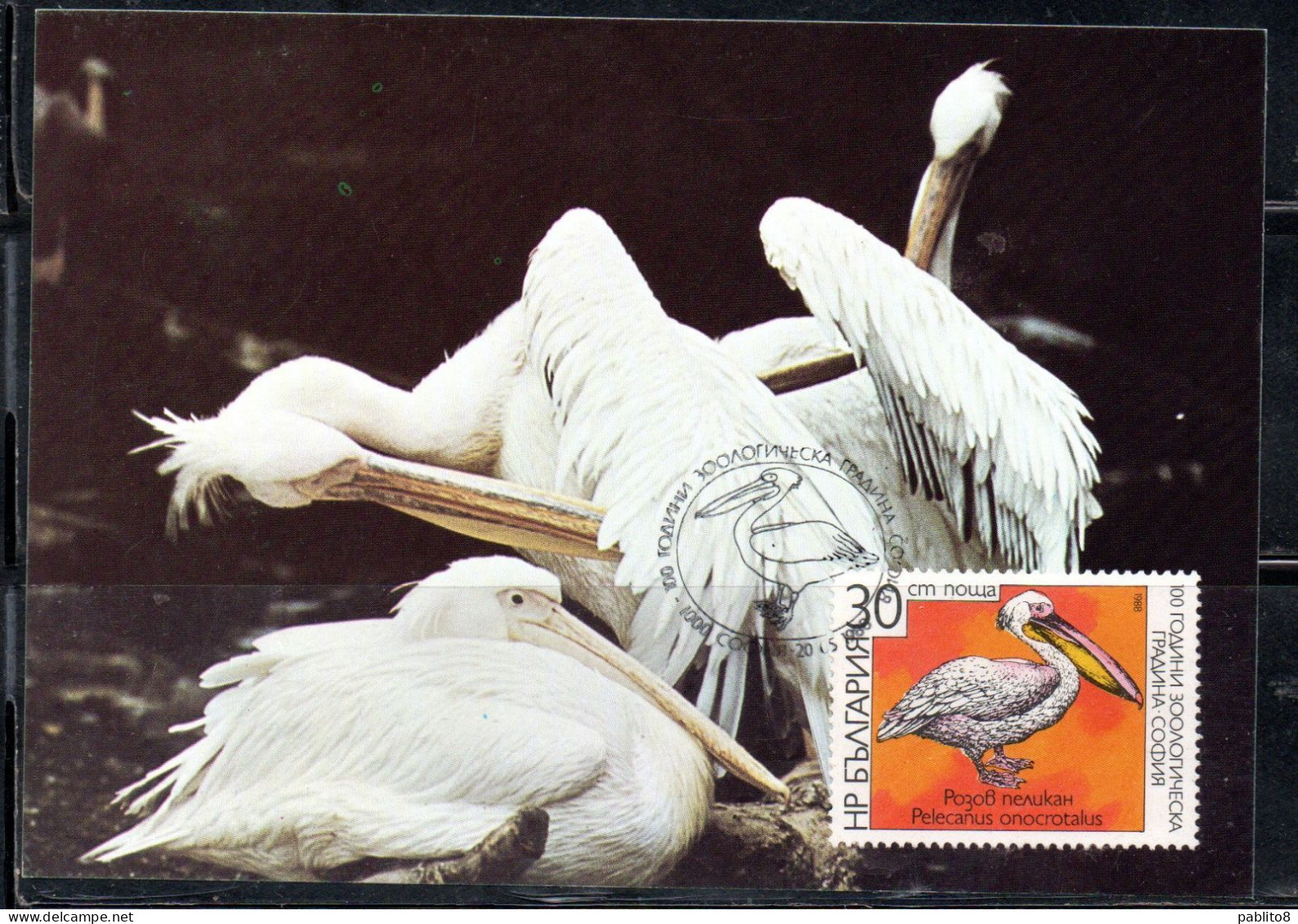 BULGARIA BULGARIE BULGARIEN 1988 BIRDS FAUNA GREAT WHITE PELECANUS PELLICANO BIRD 30s MAXI MAXIMUM CARD - FDC