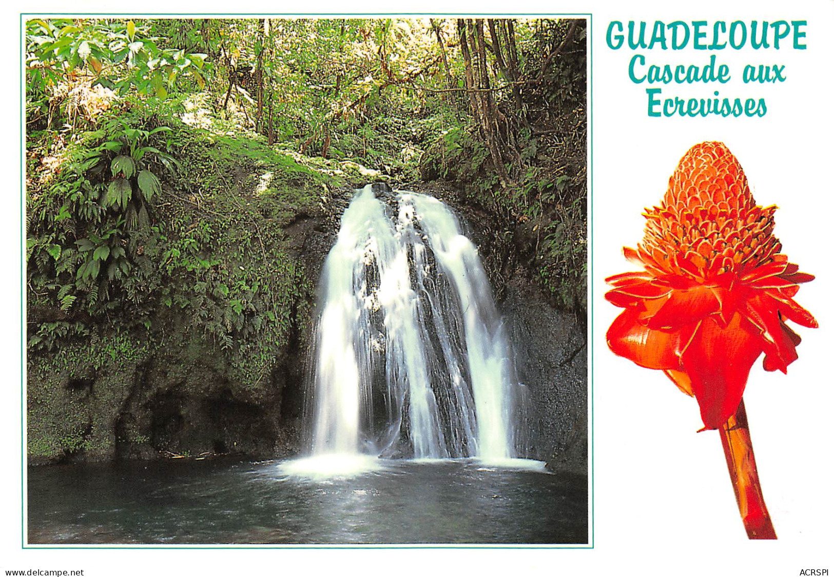 97 GUADELOUPE  La Cascade Aux écrevisses Route Des Mamelles Rose De Porcelaine   N° 14  \MK3027 - Basse Terre