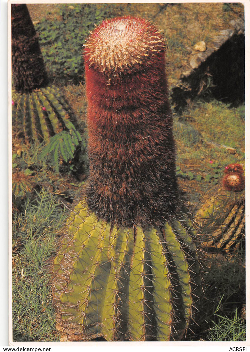 97 GUADELOUPE Cactus Tête à L'anglais  Monteran Saint Claude Parc National  N° 32  \MK3027 - Basse Terre