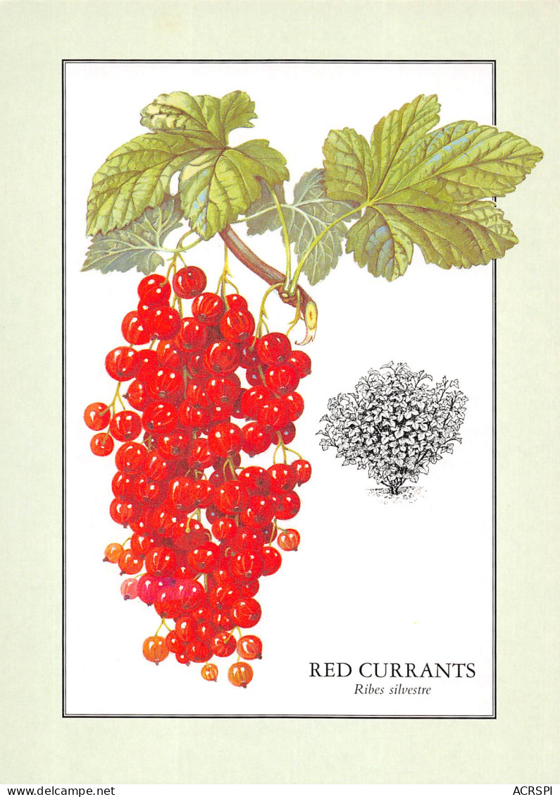 RED CURRANTS Ribes Silvestre  Groseilles Rouges  N° 83 \MK3029 - Küchenrezepte