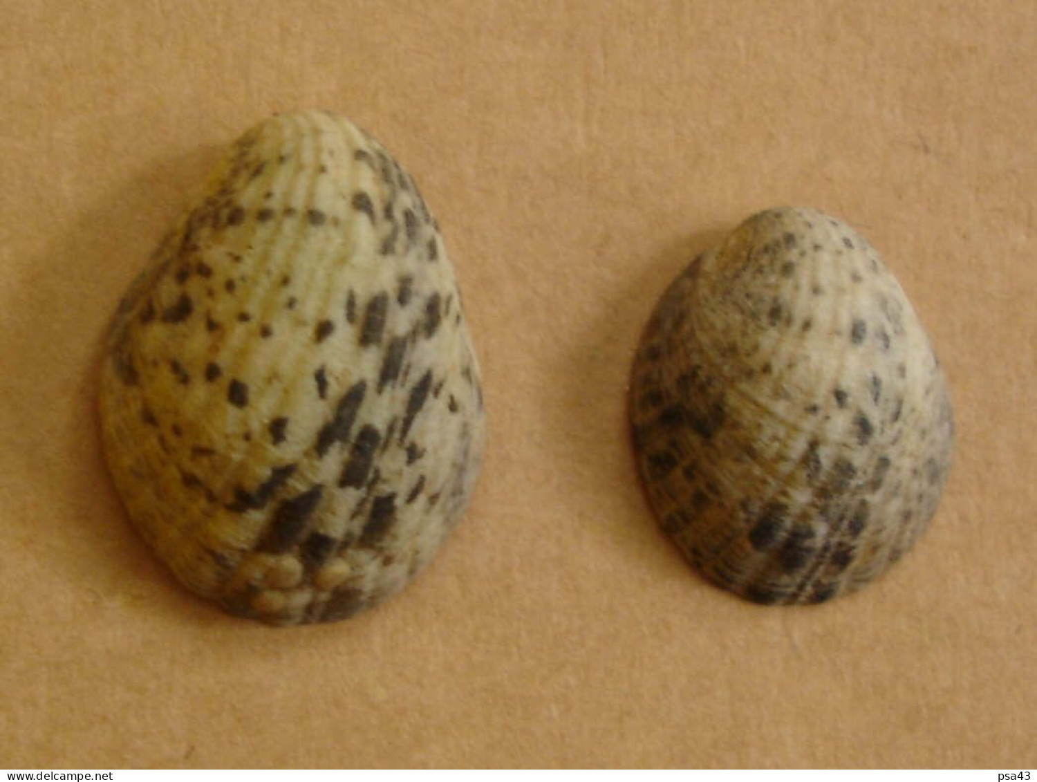 Nerita Albicilla (lot De 2) F+++ AVEC OPERCULES Indonésie (Lombok) Del 8 - Seashells & Snail-shells