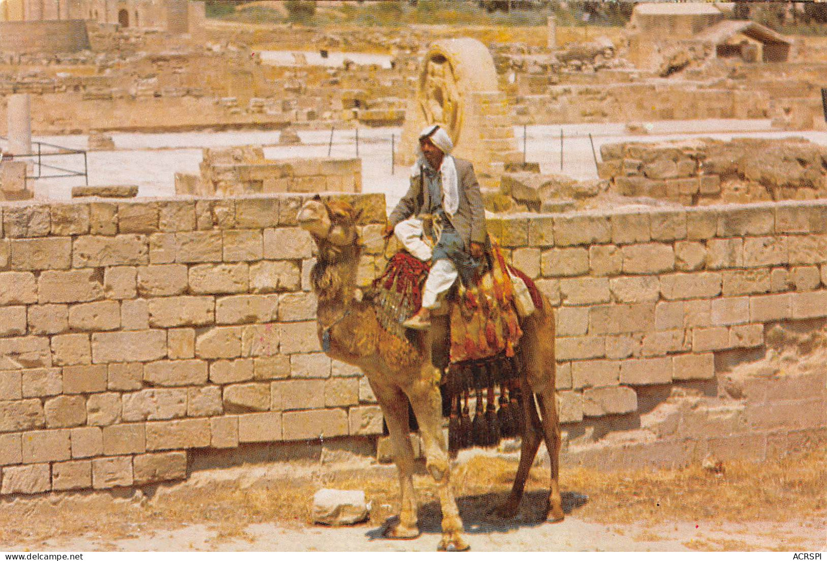  Israël ISRAEL  JERICHO  Camel Chamelier Chameau N°63 \ MK3030  יְרִיחוֹ - Israele