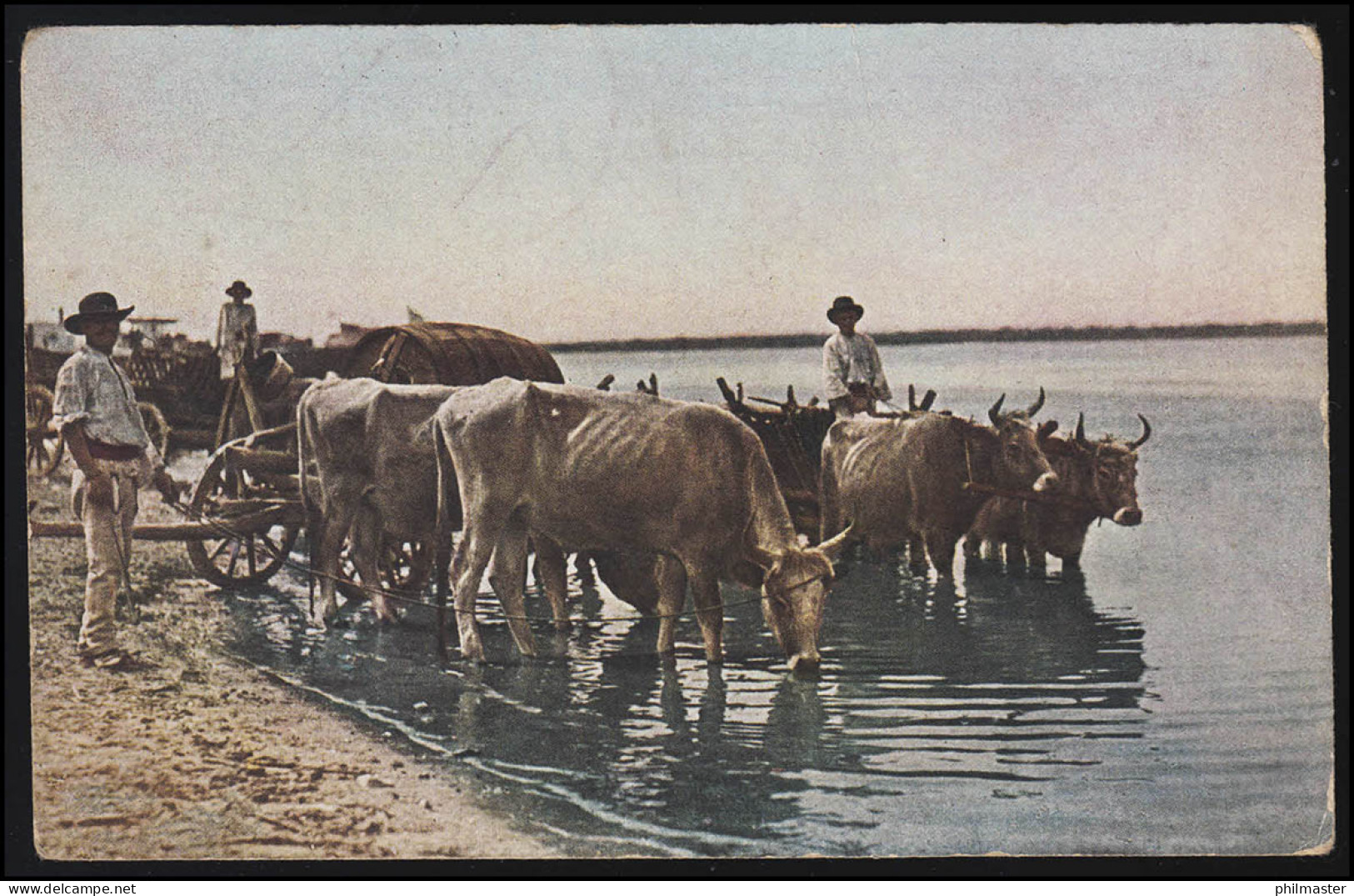 AK Balkan: Büffelgeschirre - Rinder Bei Der Tränke, Feldpostkarte 27.4.1918 - Sonstige & Ohne Zuordnung