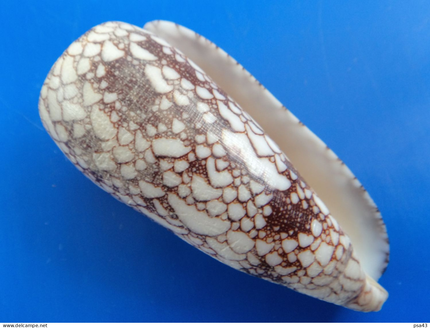 Conus Omaria Philippines (Olango) 69mm F+++ N5 - Schelpen