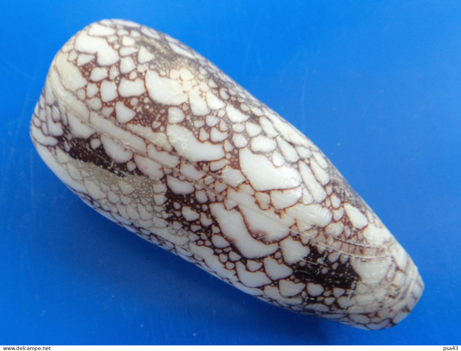 Conus Omaria Philippines (Olango) 69mm F+++ N5 - Conchiglie