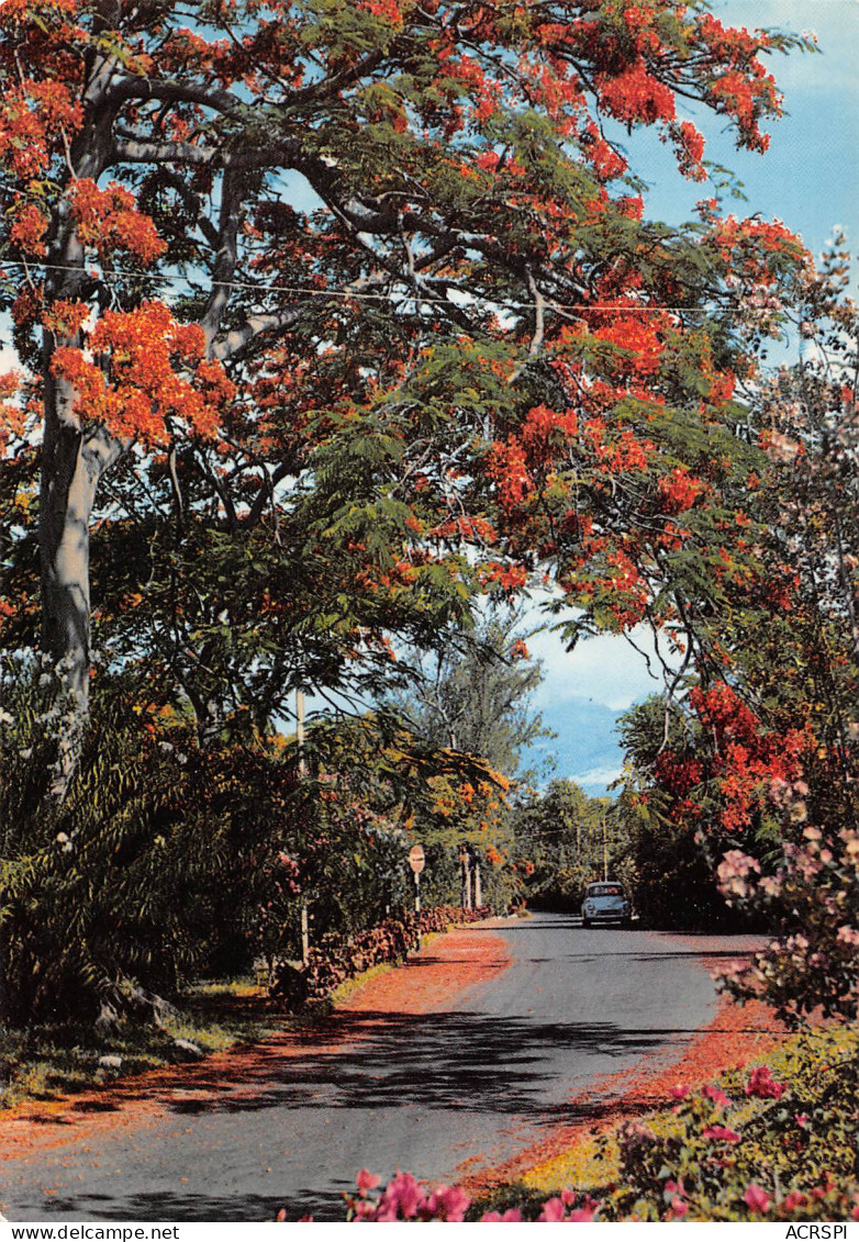 ILE MAURICE MAURITIUS Flamboyants  N° 14 \MK3033 - Mauricio