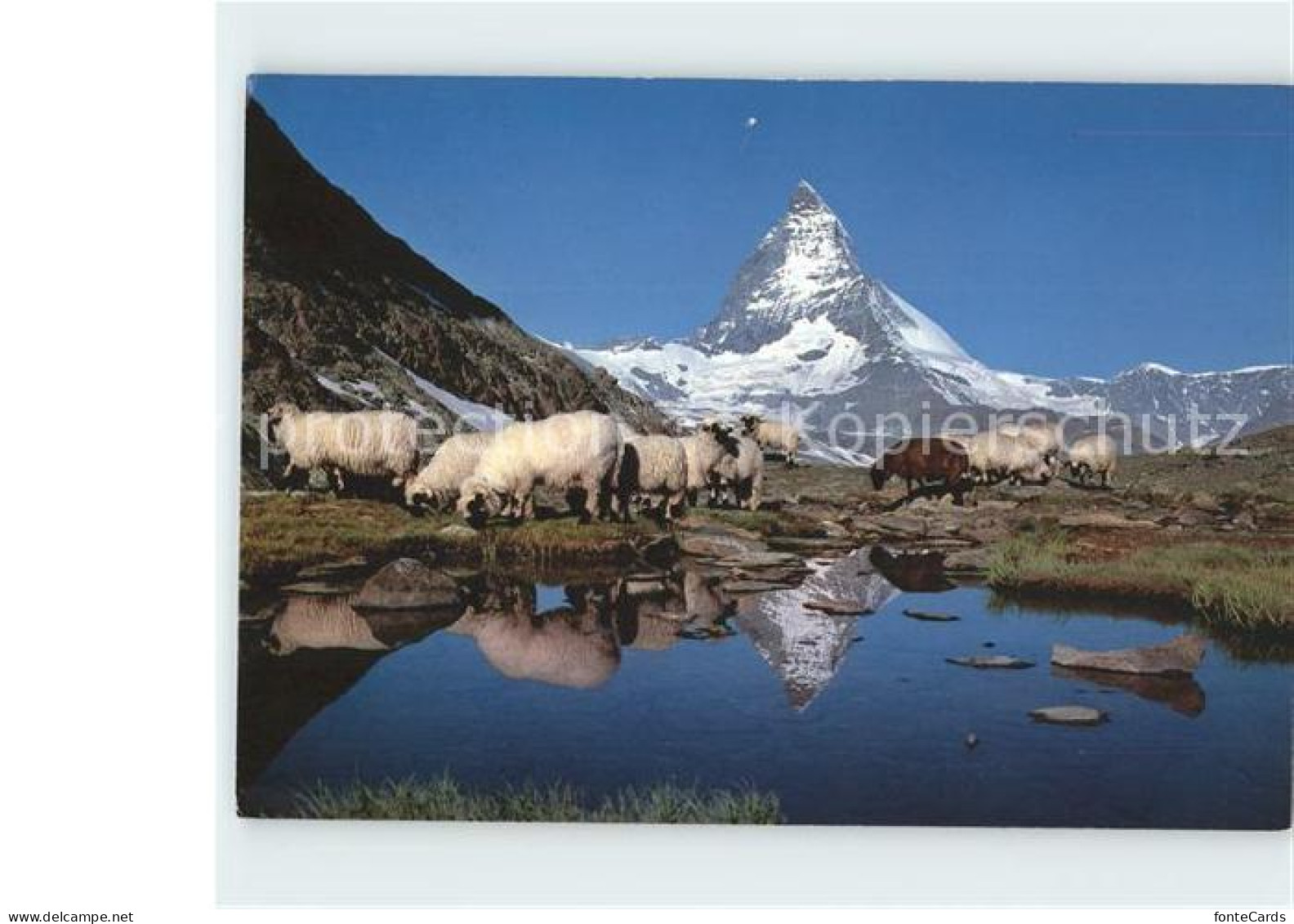 11915953 Zermatt VS Schafe Riffelsee Matterhorn Mt Cervin  - Autres & Non Classés