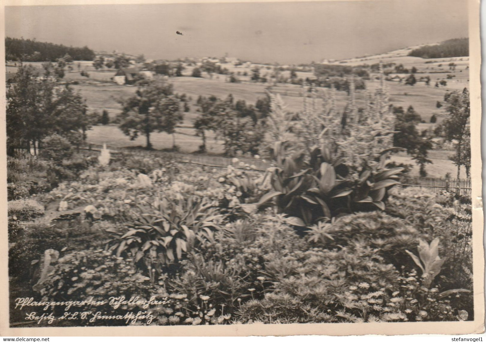 Schellerhau, Gel.1939   Pflanzengarten - Schellerhau