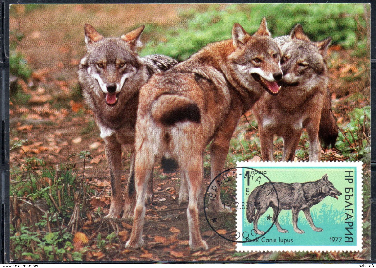 BULGARIA BULGARIE BULGARIEN 1977 WILD ANIMALS FAUNA WOLF CANIS LUPUS 1s MAXI MAXIMUM CARD - FDC