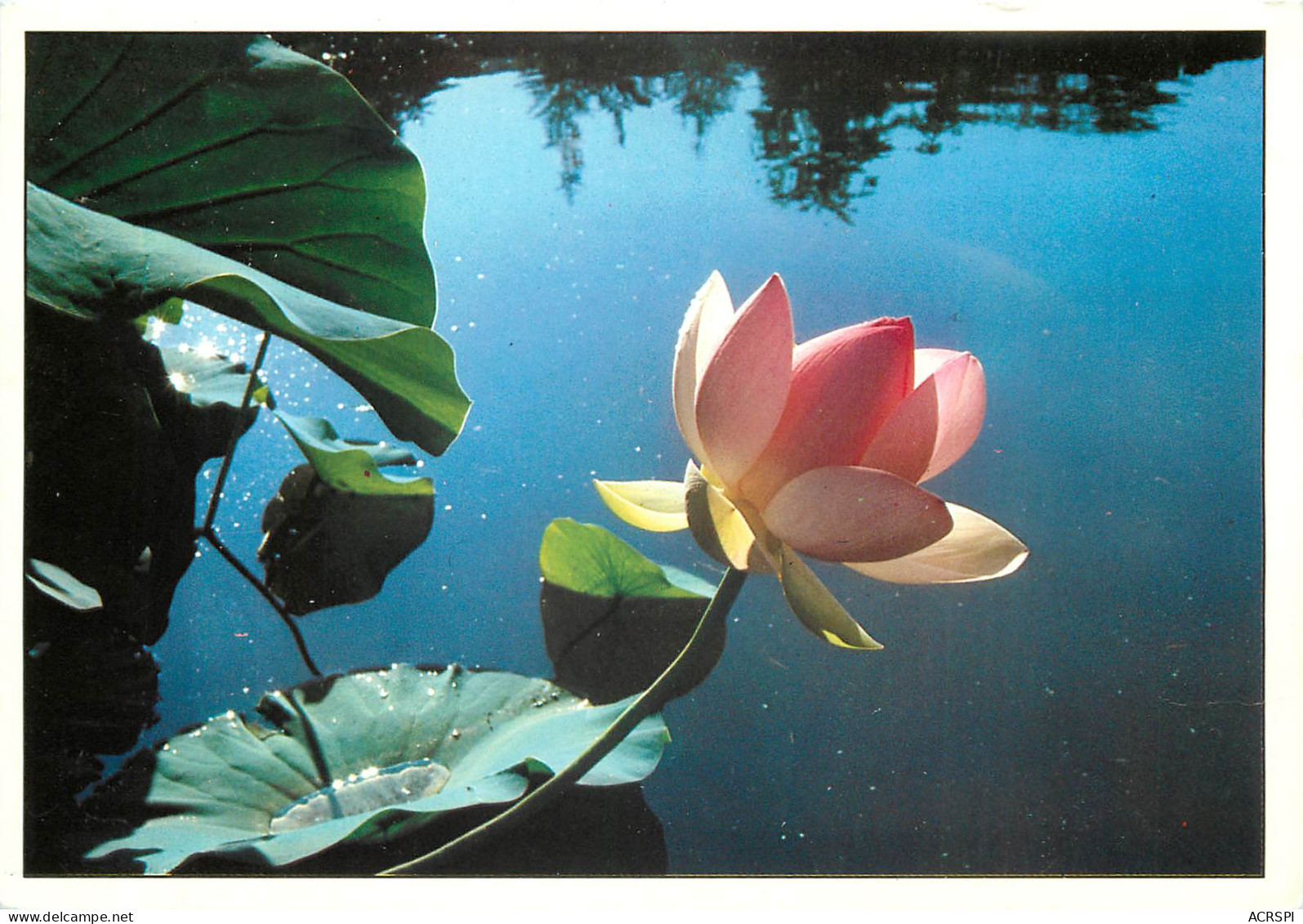 BAMBUSERAIE DE PRAFRANCE GENERARGUES ANDUZE Fleur De Lotus 2 30(scan Recto-verso) MD2539 - Anduze