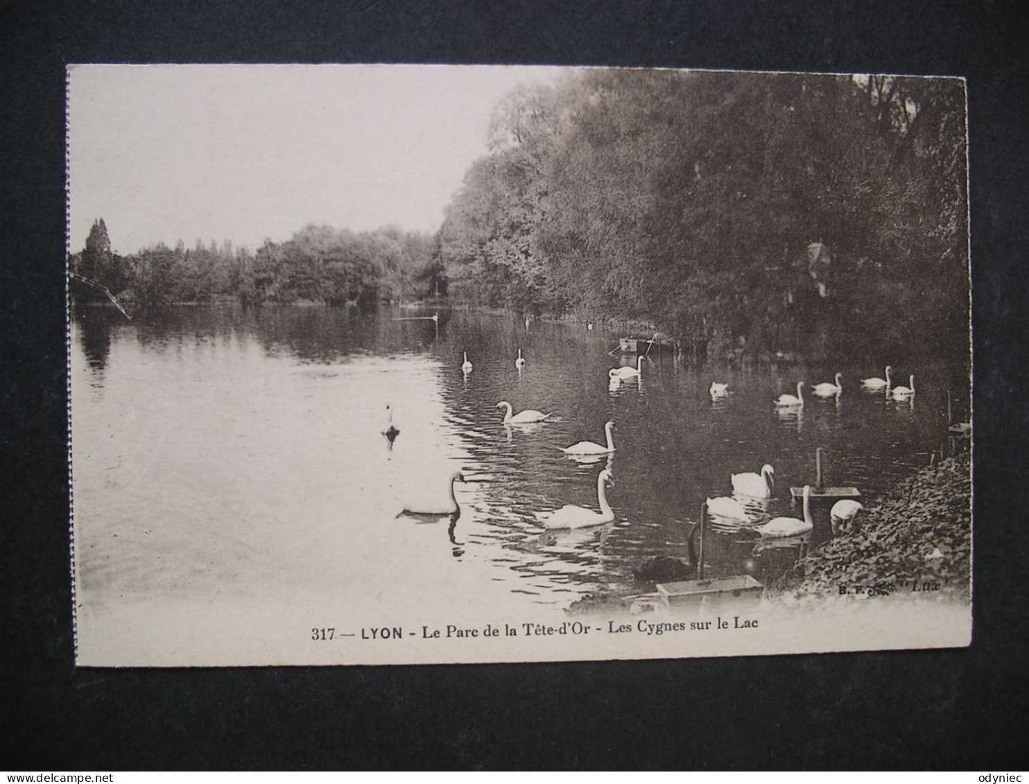 Lyon-Le Parc De La Tete-d'Or-Les Cygnes Sur Le Lac - Otros & Sin Clasificación