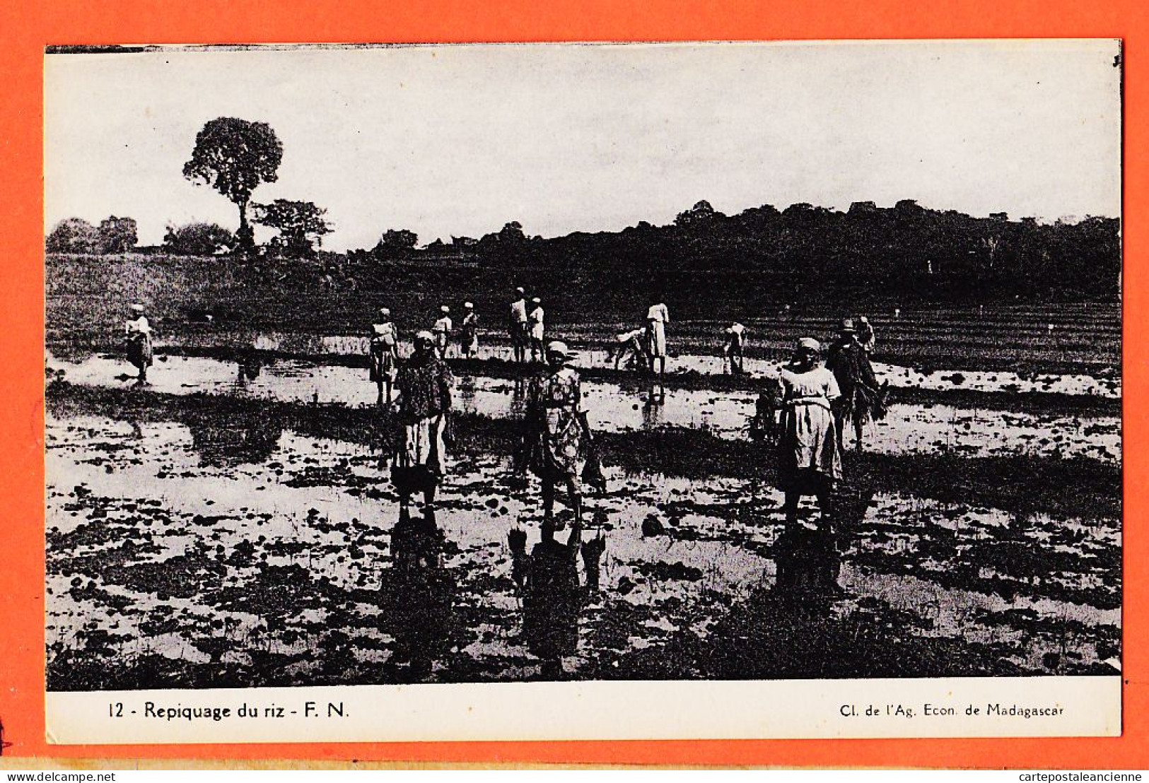 10541 / ⭐ ◉  Madagascar Agriculture Repiquage Du Riz Culture 1900s Cliché Agence Economique F.N 12 - Madagascar