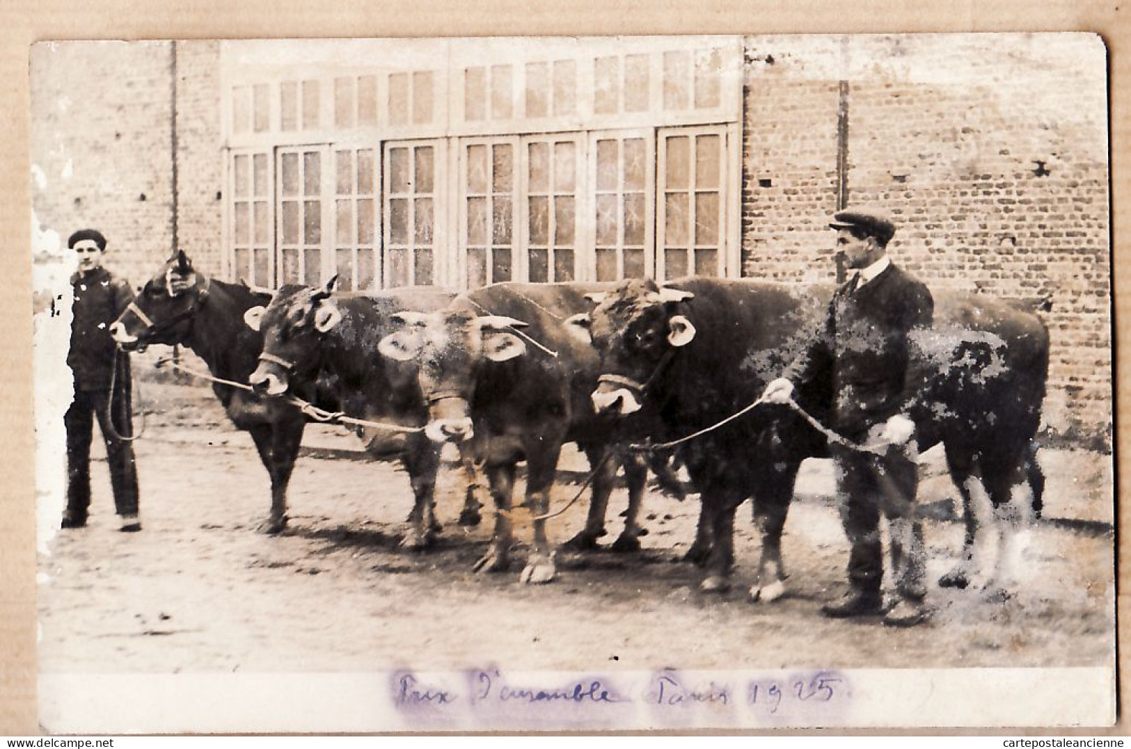 10838 / ROUEN Carte-Photo André CHAMBRY - Bétail De Pays PRIX D'ENSEMBLE Concours Agricole PARIS 1925 Cpagr - Rouen