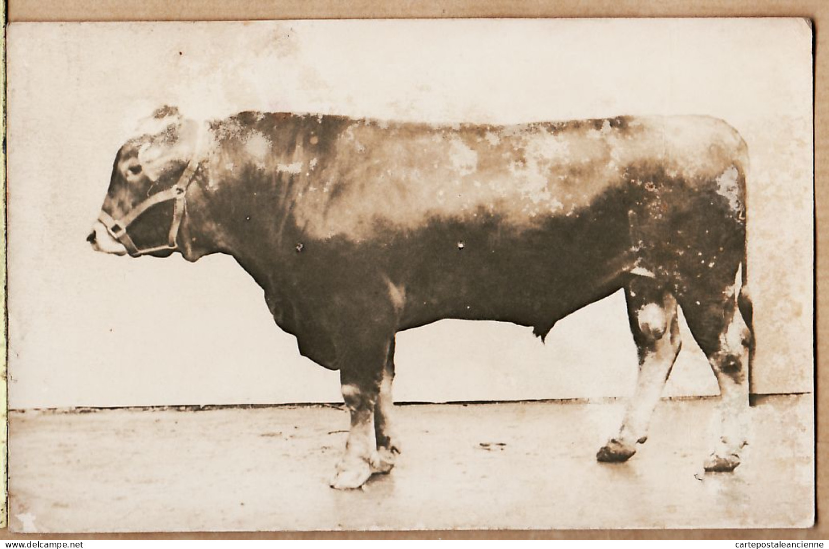 10836 / Carte-Photo 1920s ROUEN Photographe Animalier André CHAMBRY Rue JOUVENET - TAUREAU De Concours Agricole Cpagr - Rouen