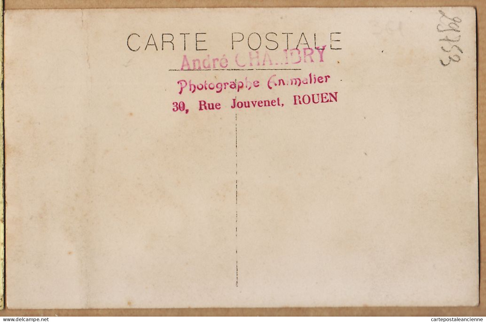 10836 / Carte-Photo 1920s ROUEN Photographe Animalier André CHAMBRY Rue JOUVENET - TAUREAU De Concours Agricole Cpagr - Rouen