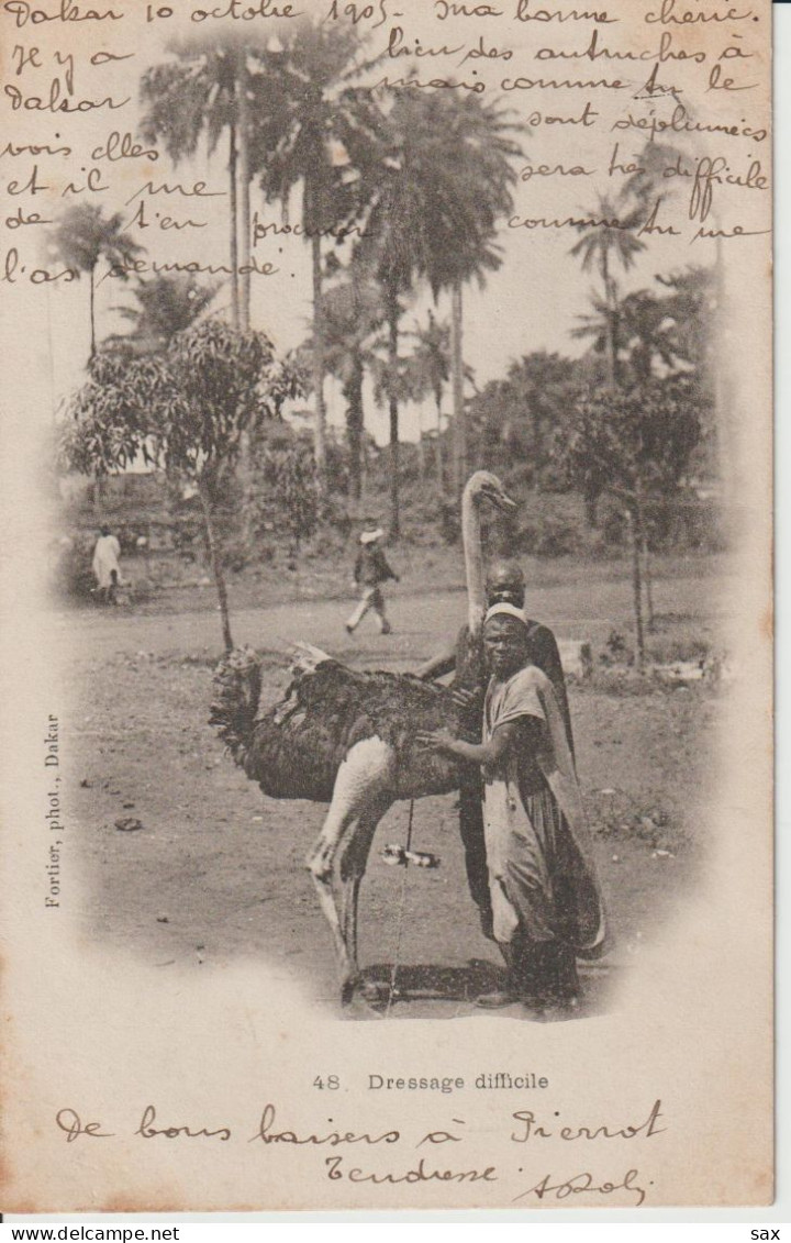 2418-133 Av 1905 N°48 Dressage Difficile Fortier Photo Dakar   Retrait Le 18-05 - Senegal