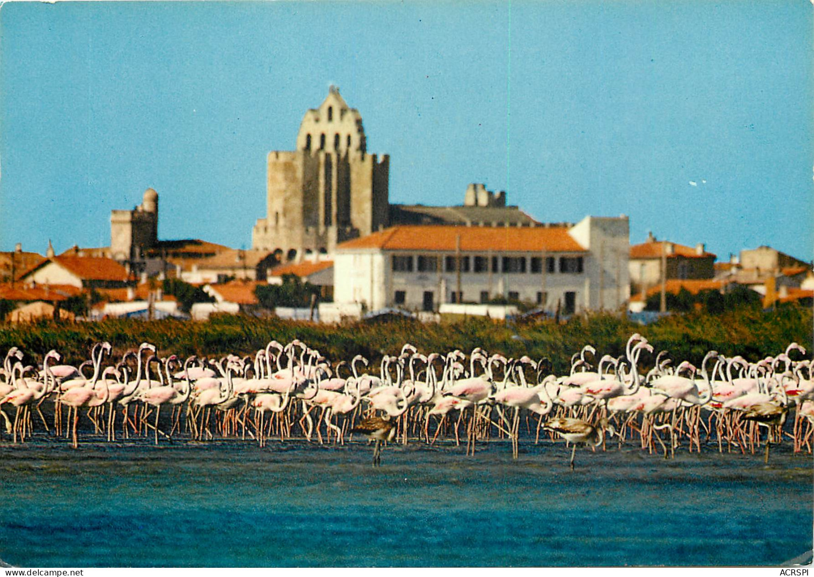 Flamants Roses Aux Saintes Maries De La Mer7(scan Recto-verso)ME2606 - Saintes Maries De La Mer