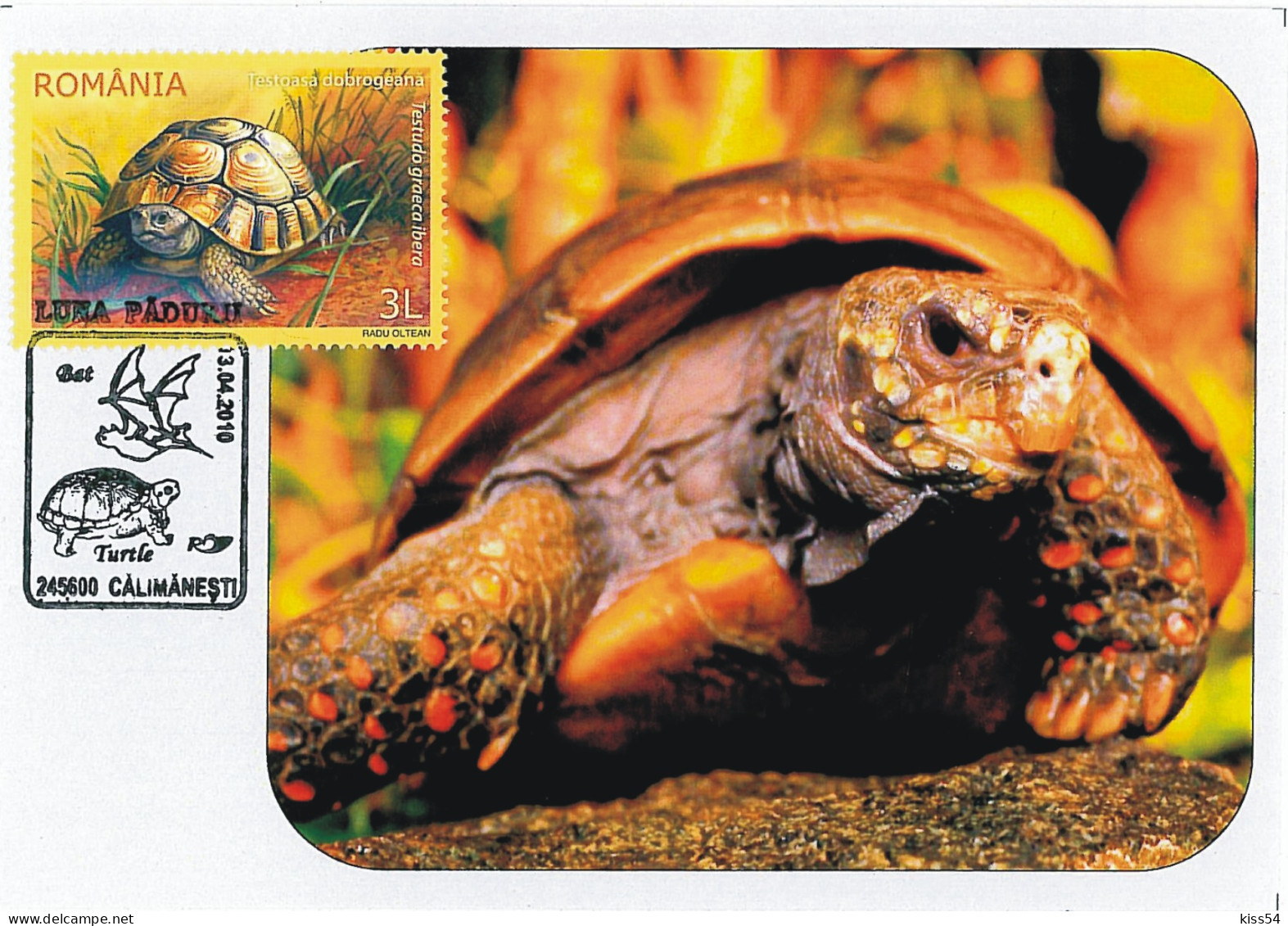 MAX 37 - 228 TURTLE, Romania - Maximum Card - 2010 - Maximumkarten (MC)