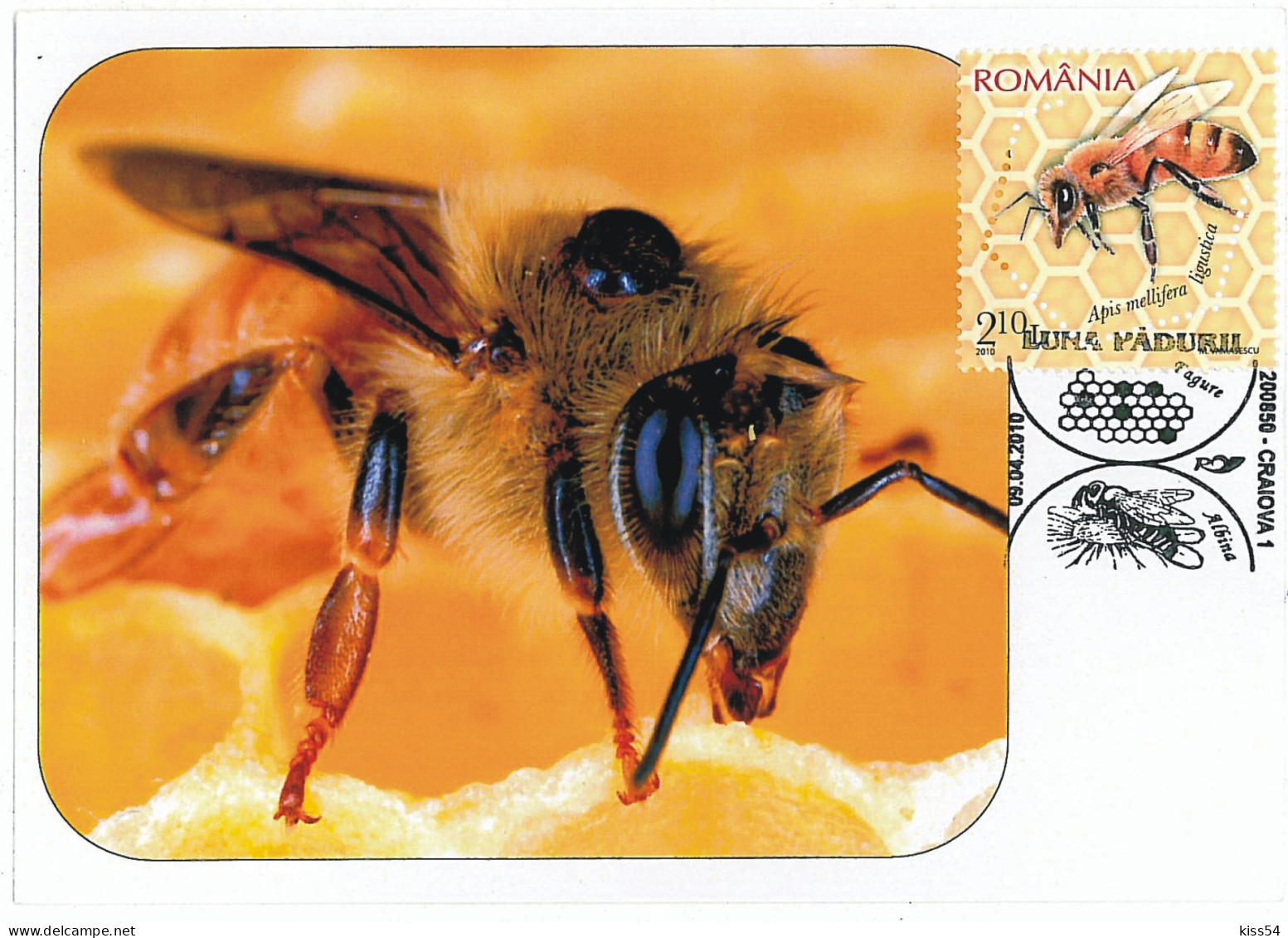 MAX 37 - 237 HONEY BEE, Romania - Maximum Card - 2010 - Tarjetas – Máximo