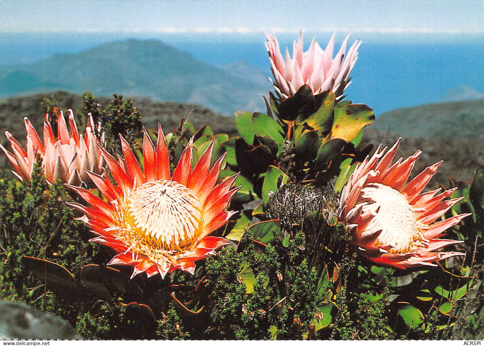 Afrique Du Sud RSA  Zuid-Afrika Proteas  Cape Town KAAPSTAD  7  (scan Recto Verso)ME2646BIS - South Africa