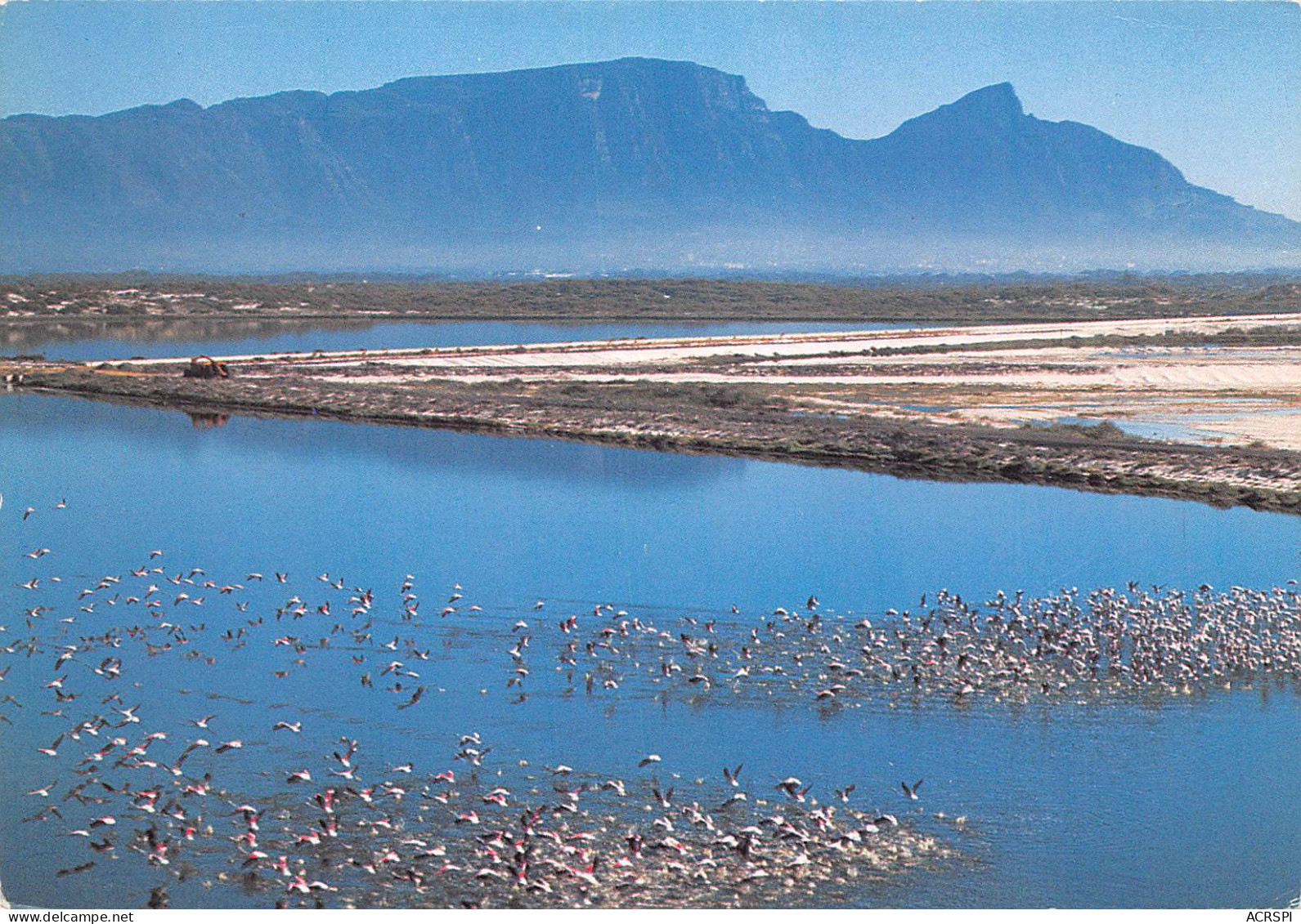 Afrique Du Sud RSA  Zuid-Afrika  Flamingos Flaminke Rondevlei Cape Town KAAPSTAD  10  (scan Recto Verso)ME2646BIS - Afrique Du Sud