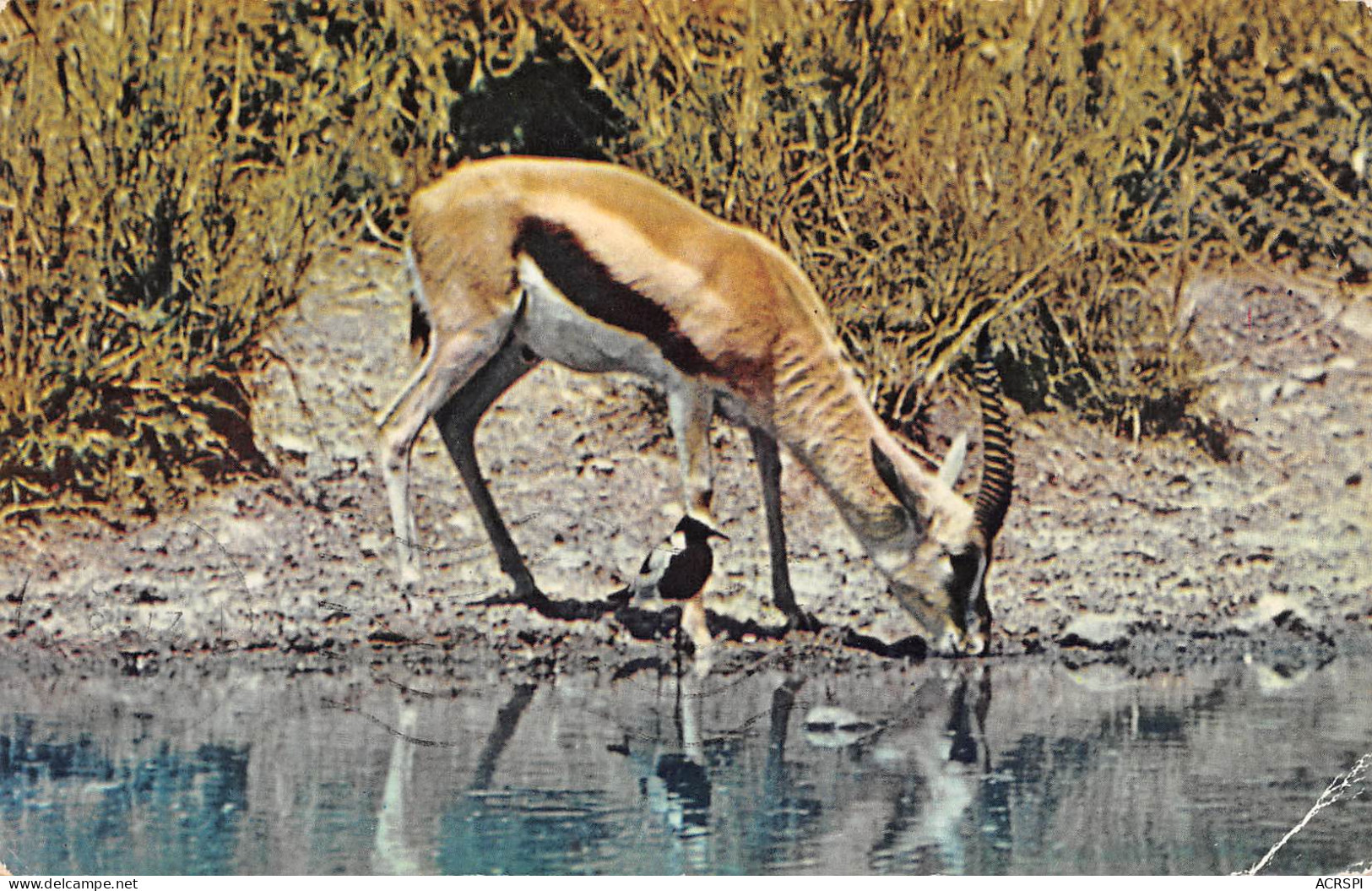 TANZANIA Tanzanie  Gazelle With Plover 34 (scan Recto Verso)ME2646BIS - Tanzanía