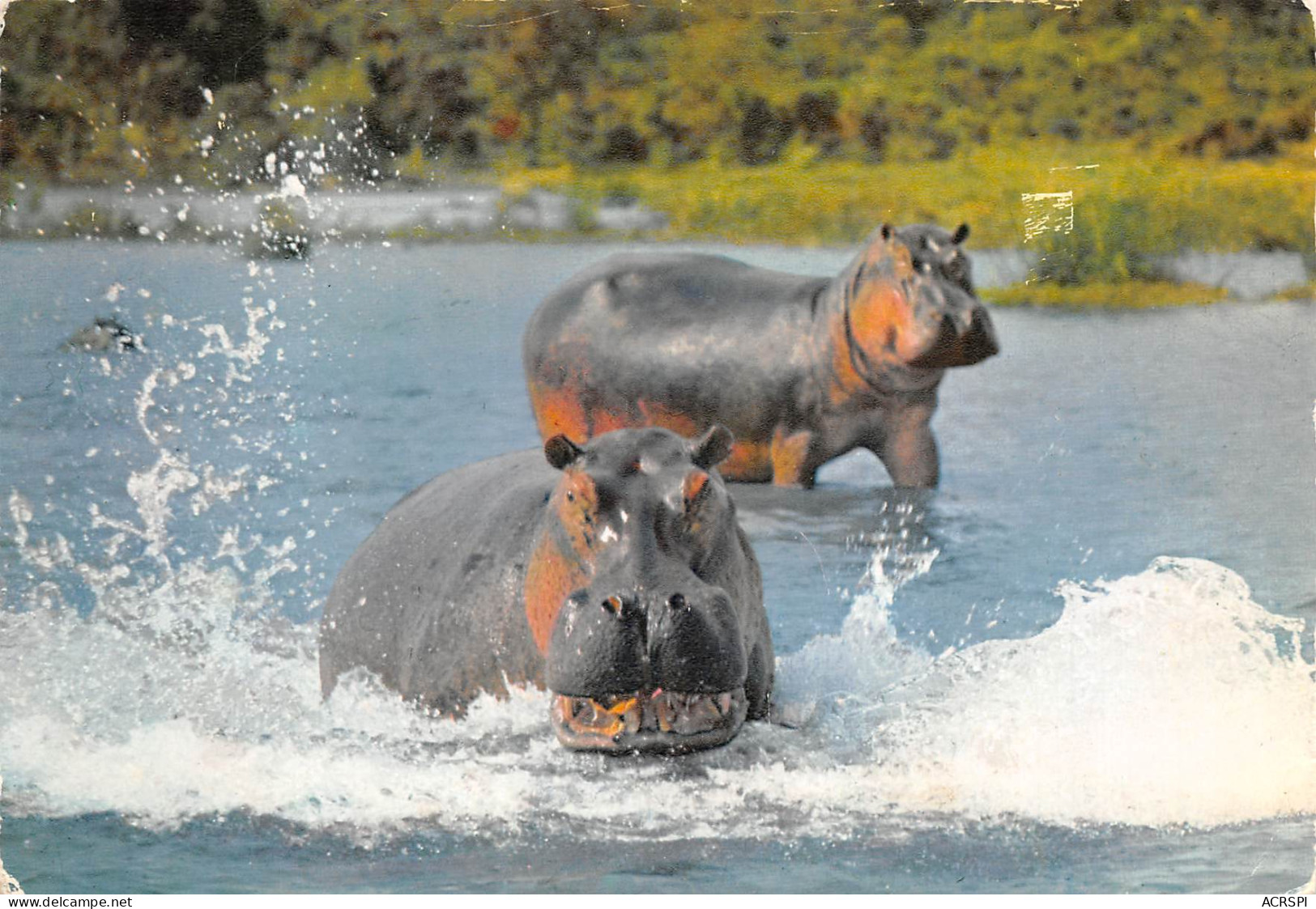 TANZANIA Tanzanie  UCANDA KENYA HIPPOPOTAMUS Hippopotame  37 (scan Recto Verso)ME2646BIS - Tanzanía
