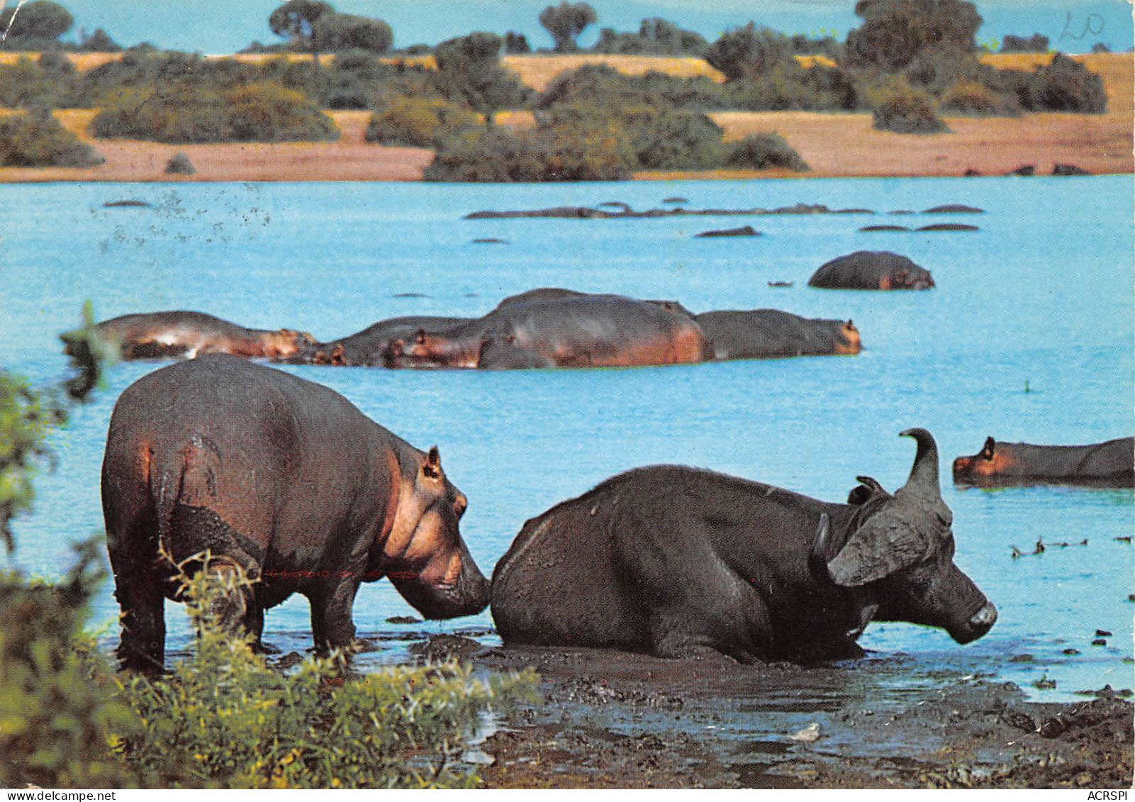 TANZANIA Tanzanie  UCANDA KENYA HIPPOPOTAMUS Hippopotame  BUFFLE BUFFALO At Hippo Pool  38 (scan Recto Verso)ME2646BIS - Tanzania