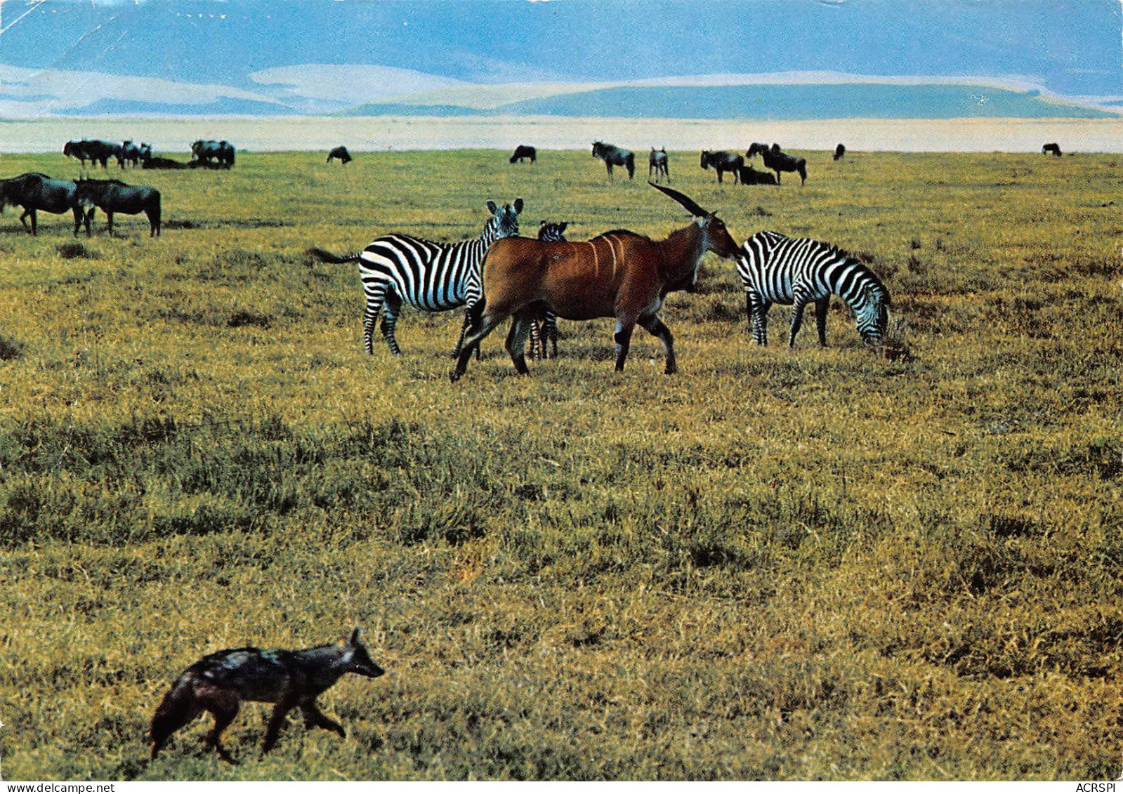 KENYA  Eland Zebra Jackal In N' GORON GORO CRATER  39 (scan Recto Verso)ME2646BIS - Kenya