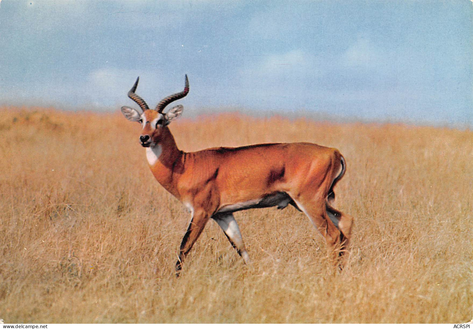 ANTILOPE  Antelope Afrique  43 (scan Recto Verso)ME2646BIS - Kenia